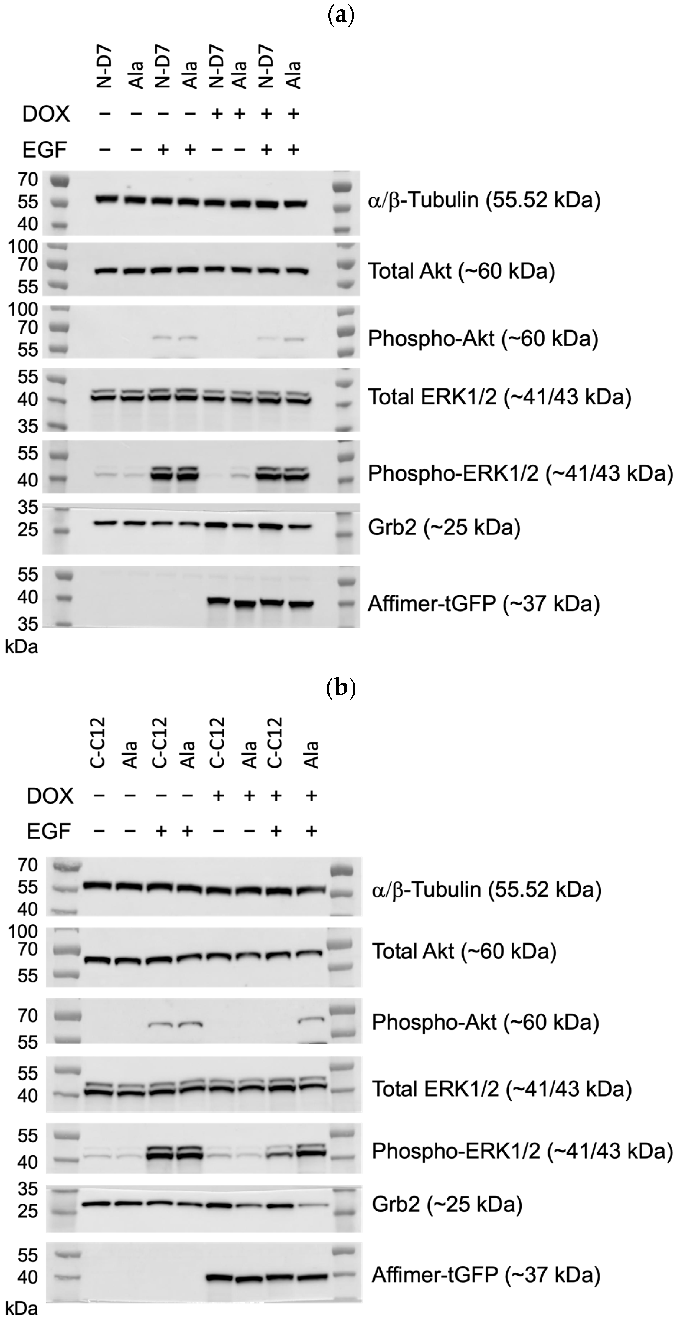 Biomolecules 14 01040 g010a