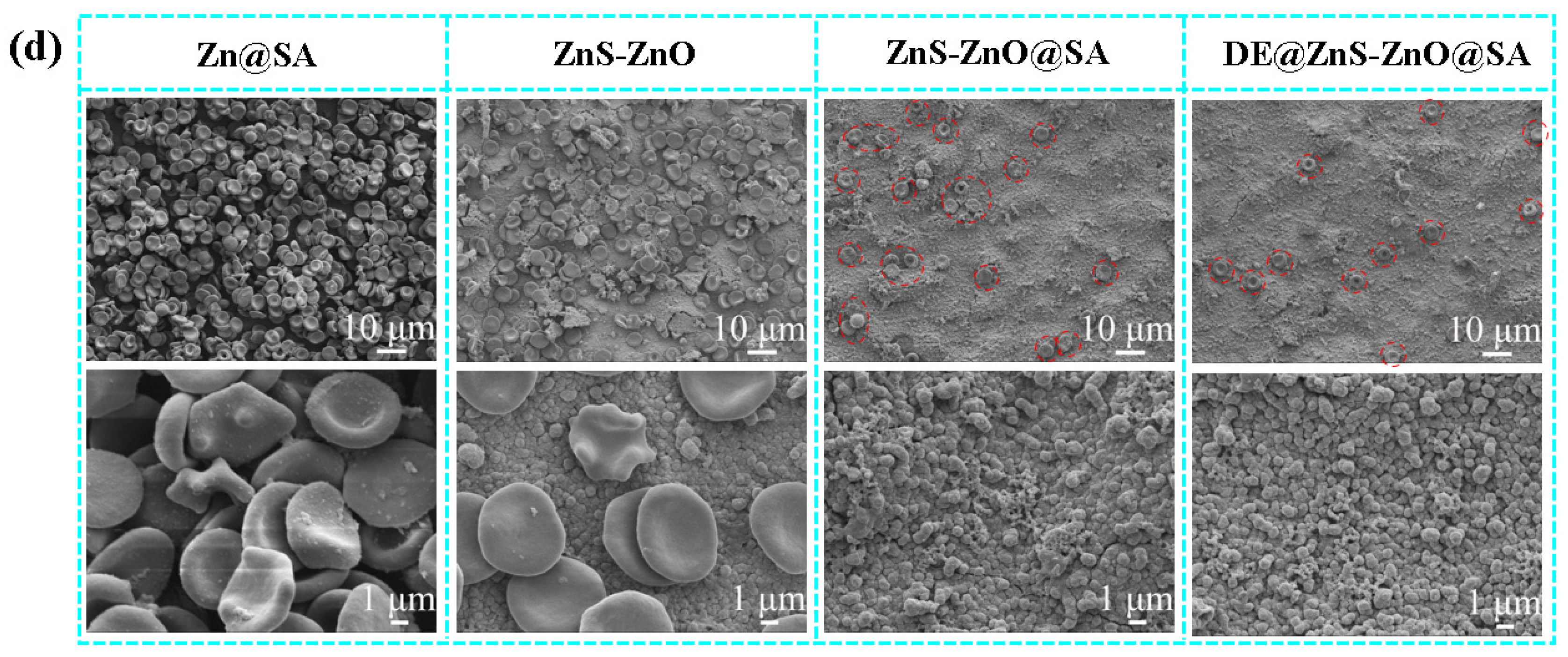 Biomolecules 14 01041 g007b