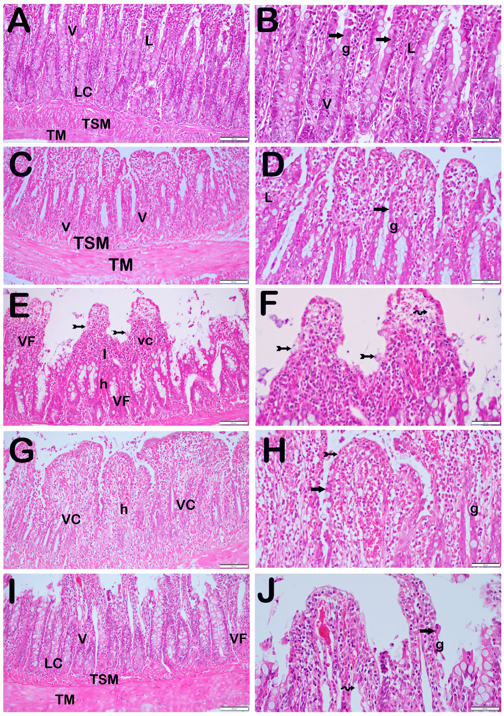 Biomolecules 14 01051 g002