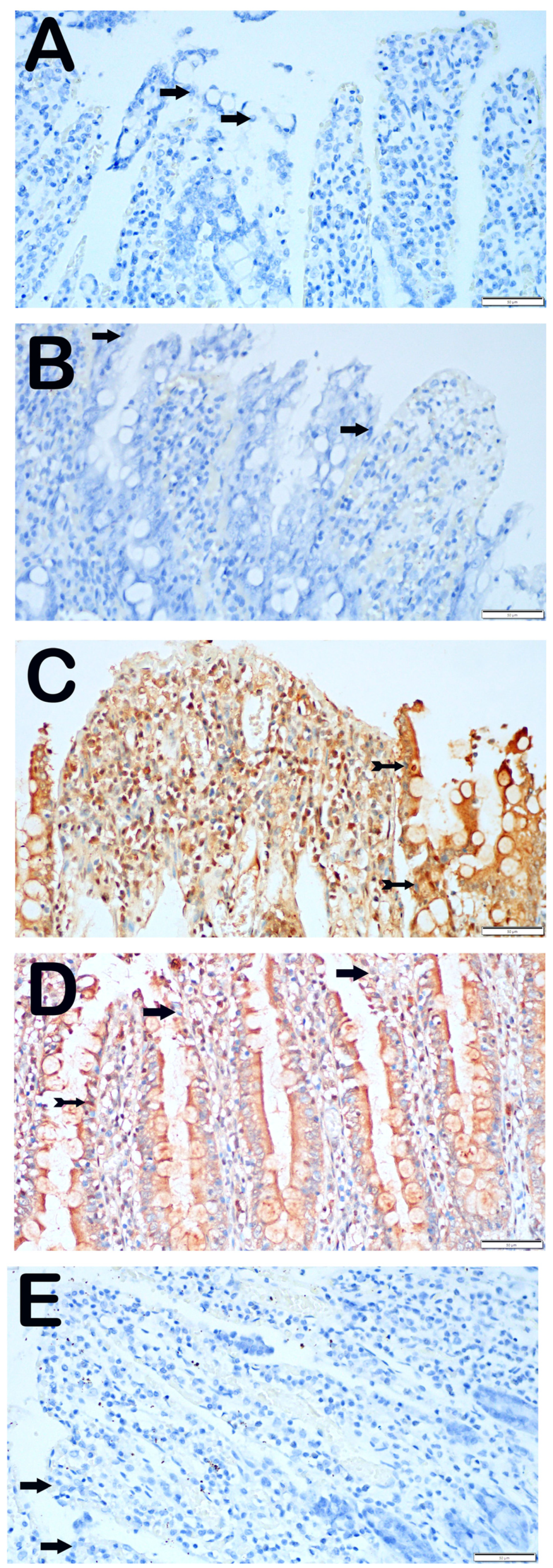 Biomolecules 14 01051 g003
