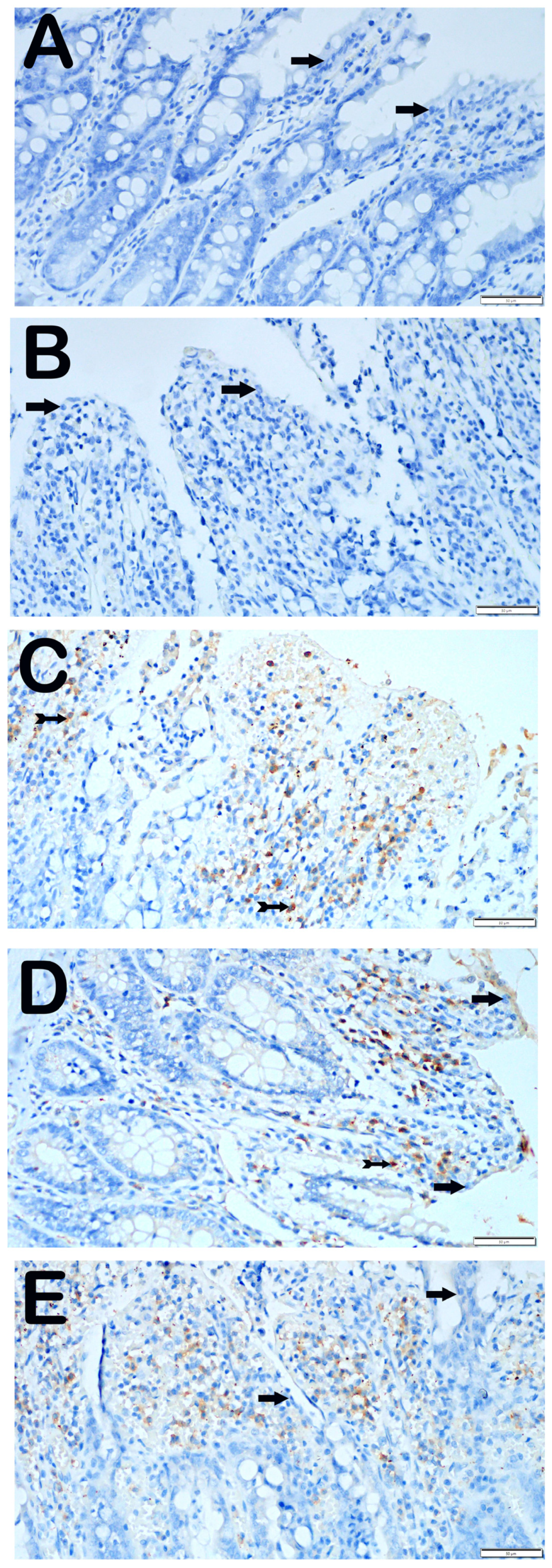 Biomolecules 14 01051 g004