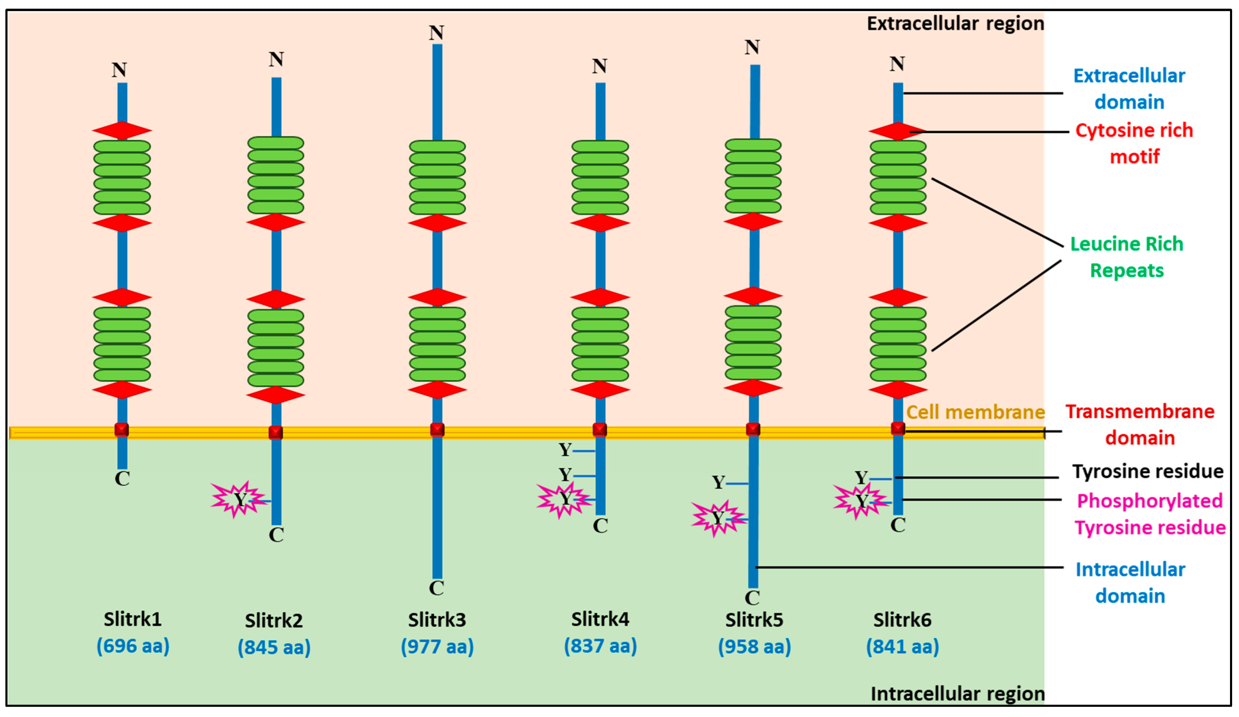 Biomolecules 14 01060 g001