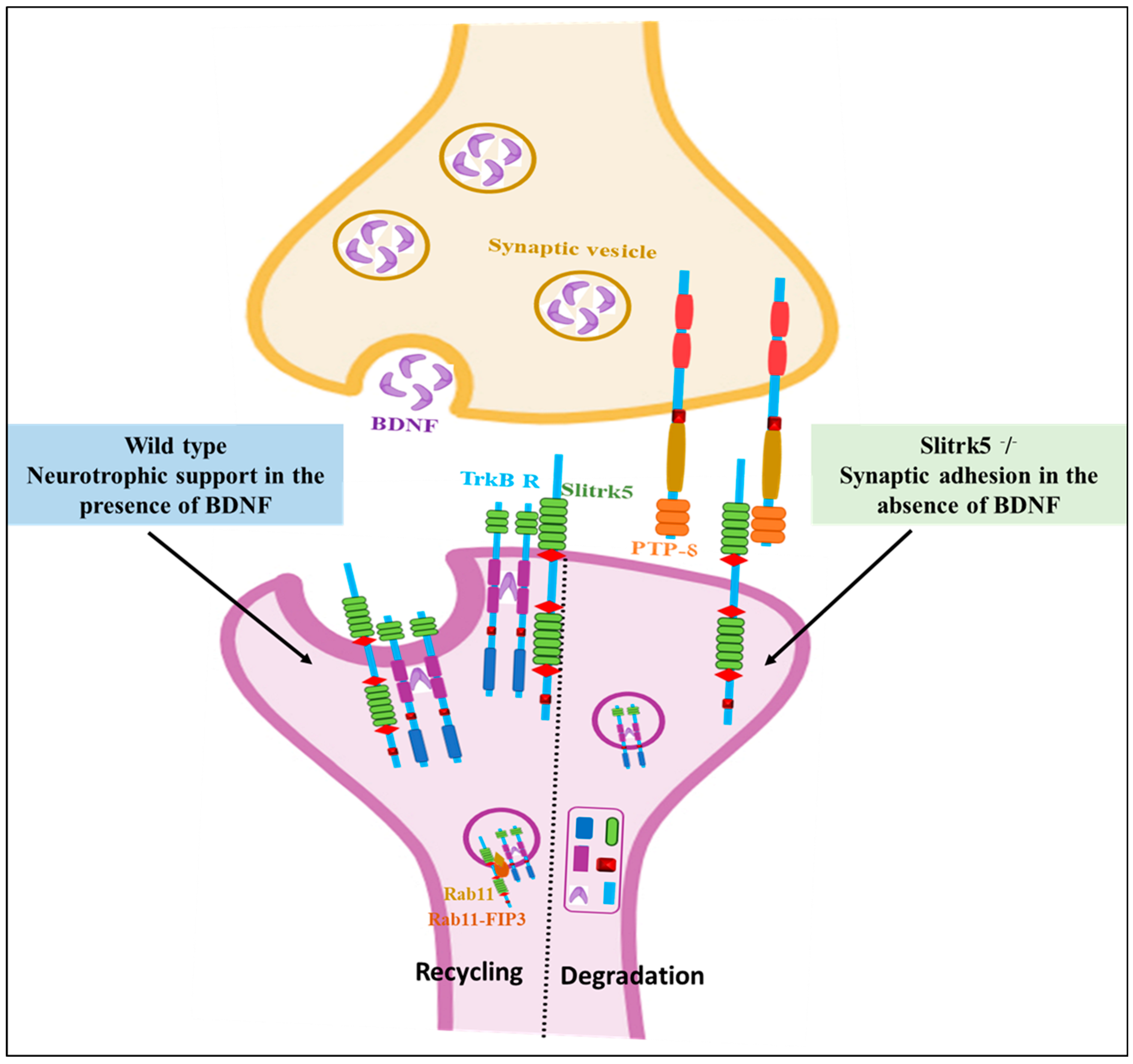 Biomolecules 14 01060 g004