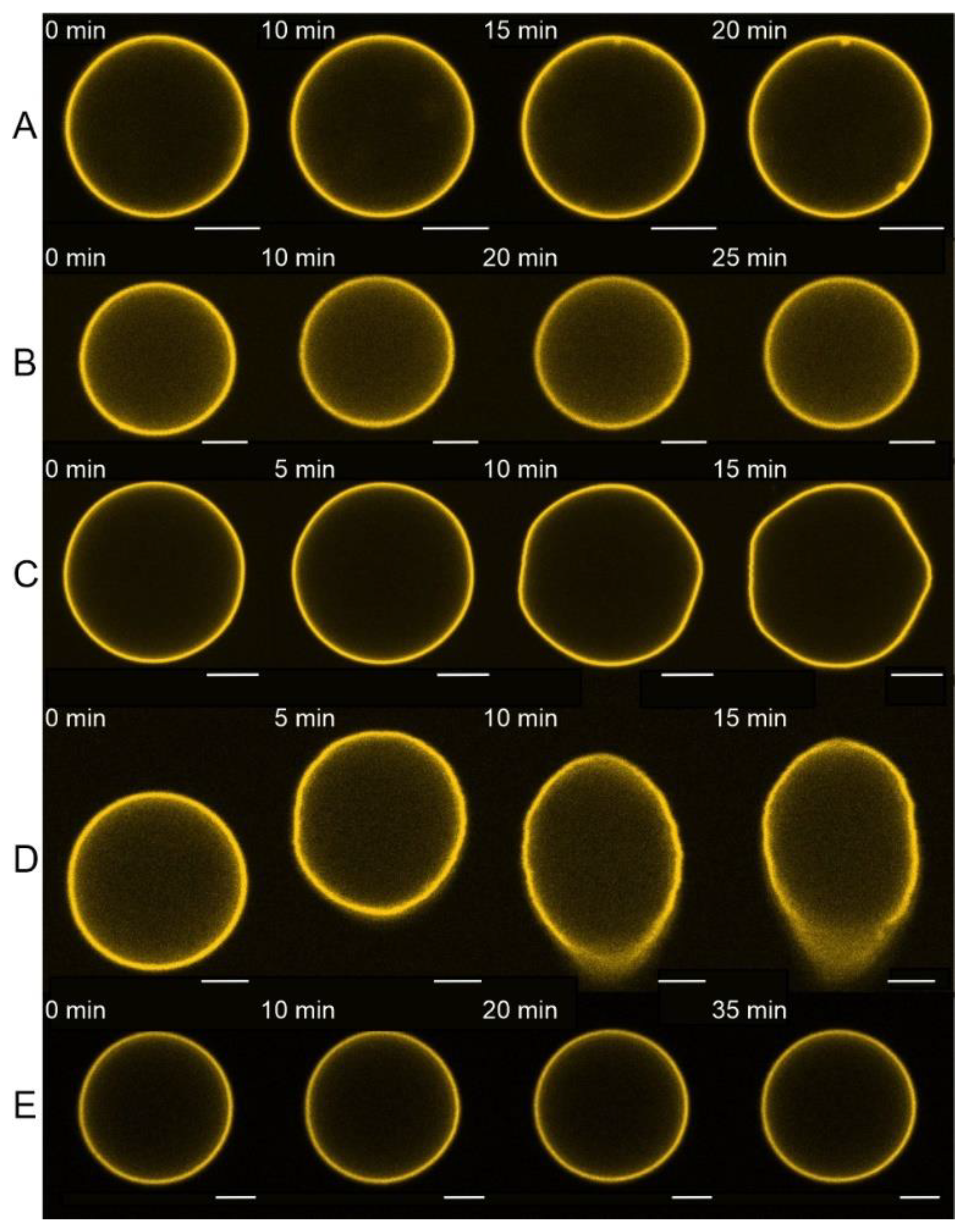 Biomolecules 14 01061 g002