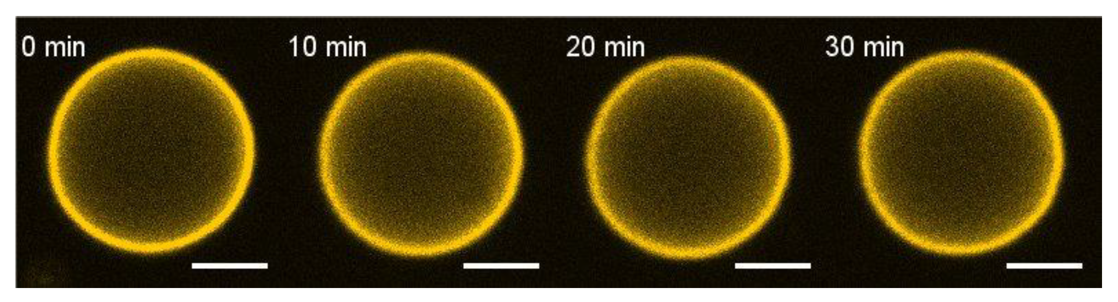 Biomolecules 14 01061 g003