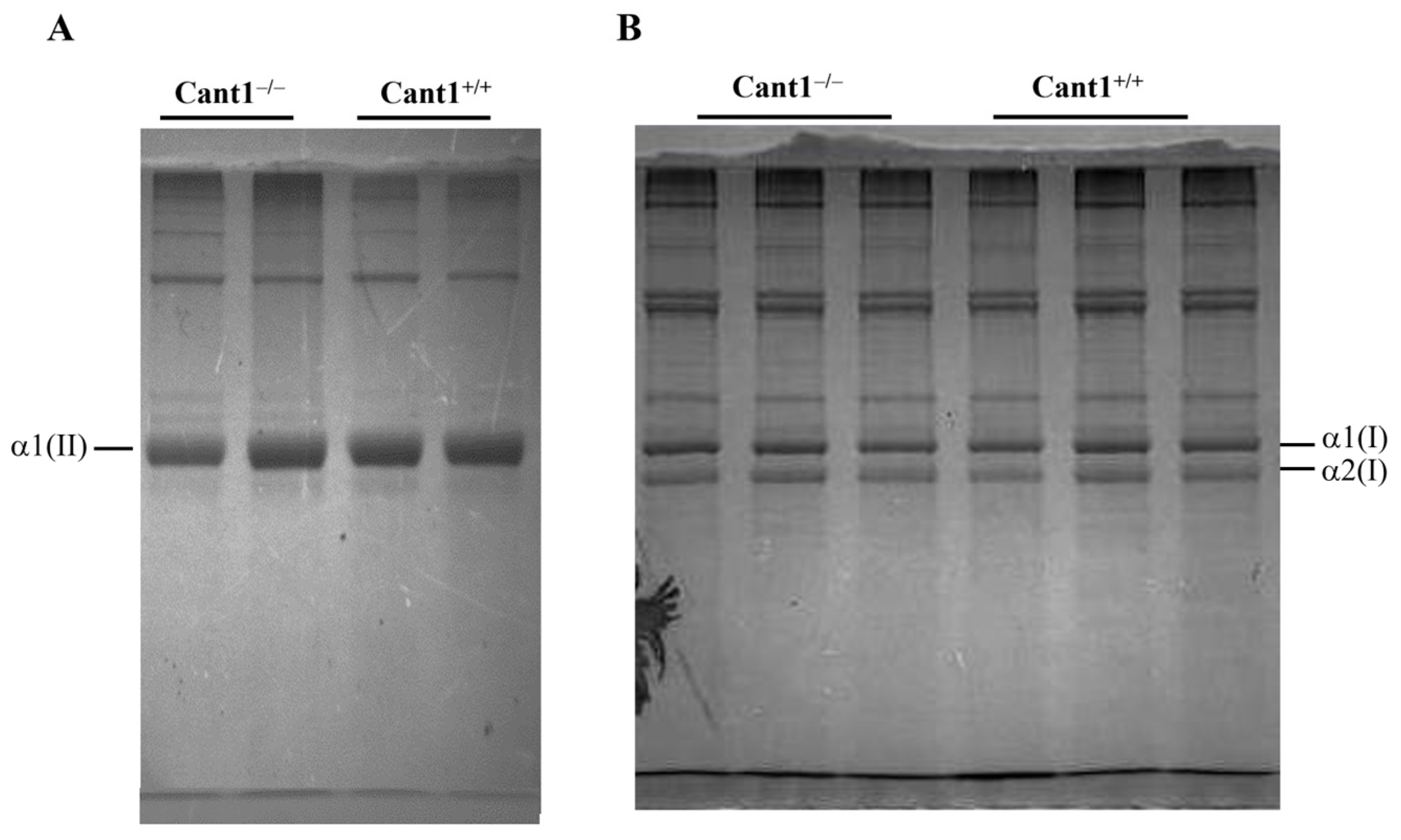 Biomolecules 14 01064 g003