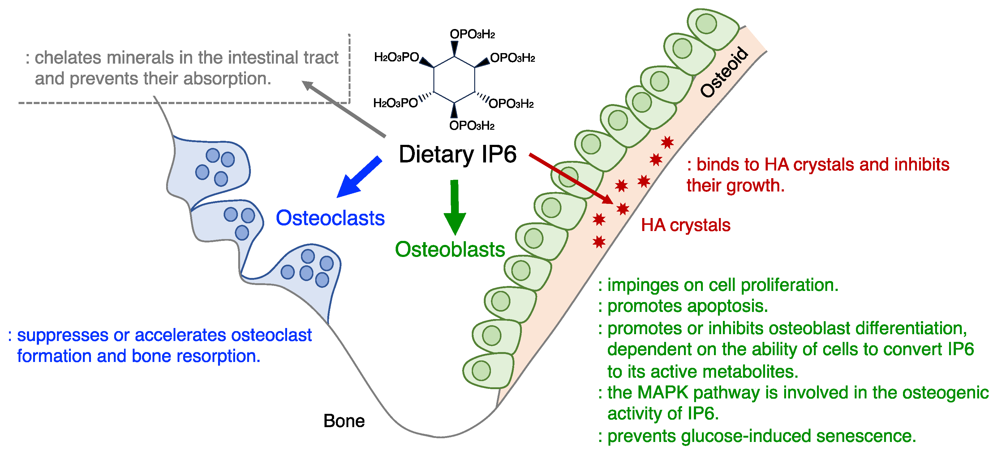 Biomolecules 14 01072 g001 Biomolecules 14 01072 g001
