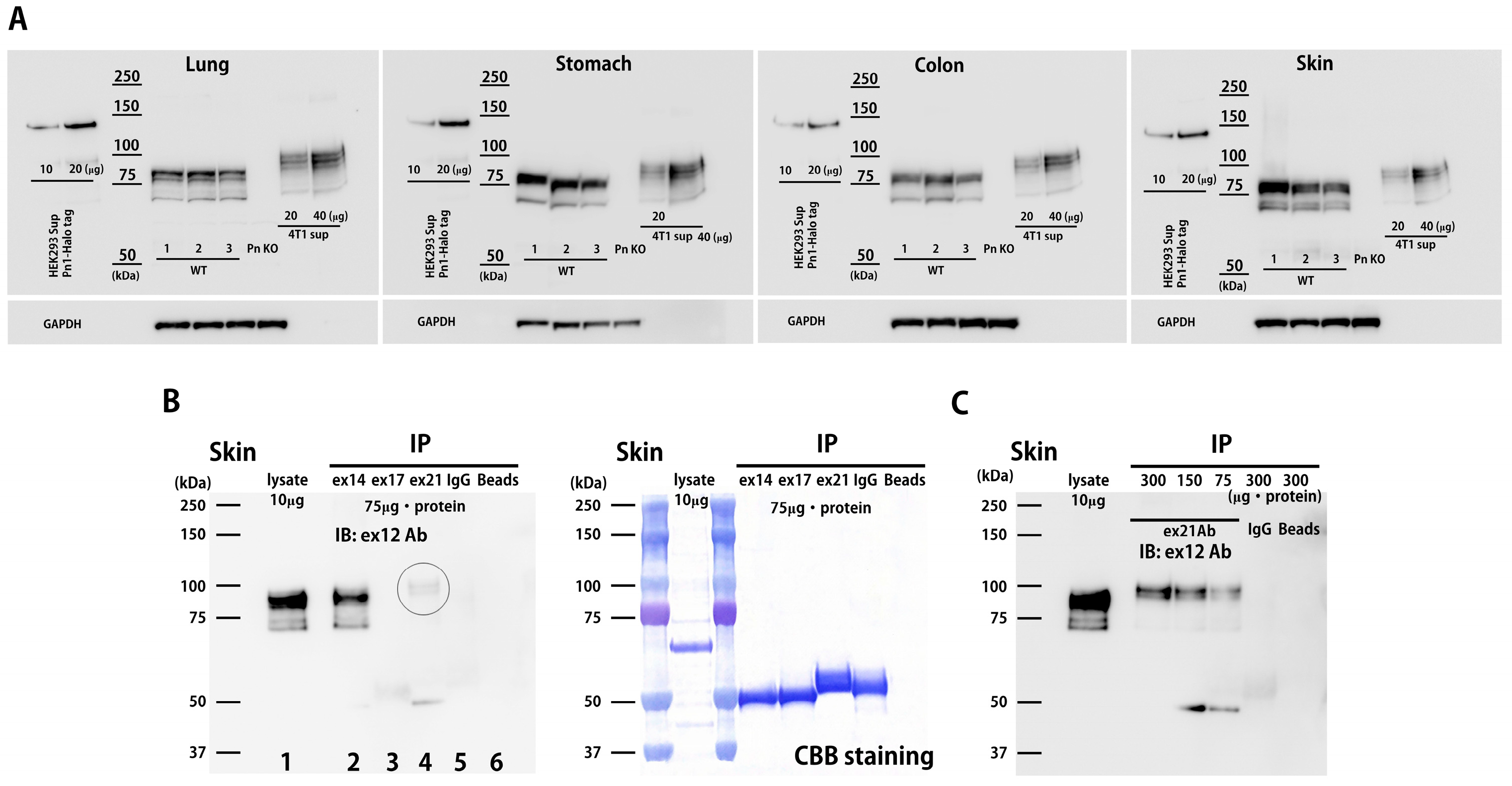 Biomolecules 14 01093 g002