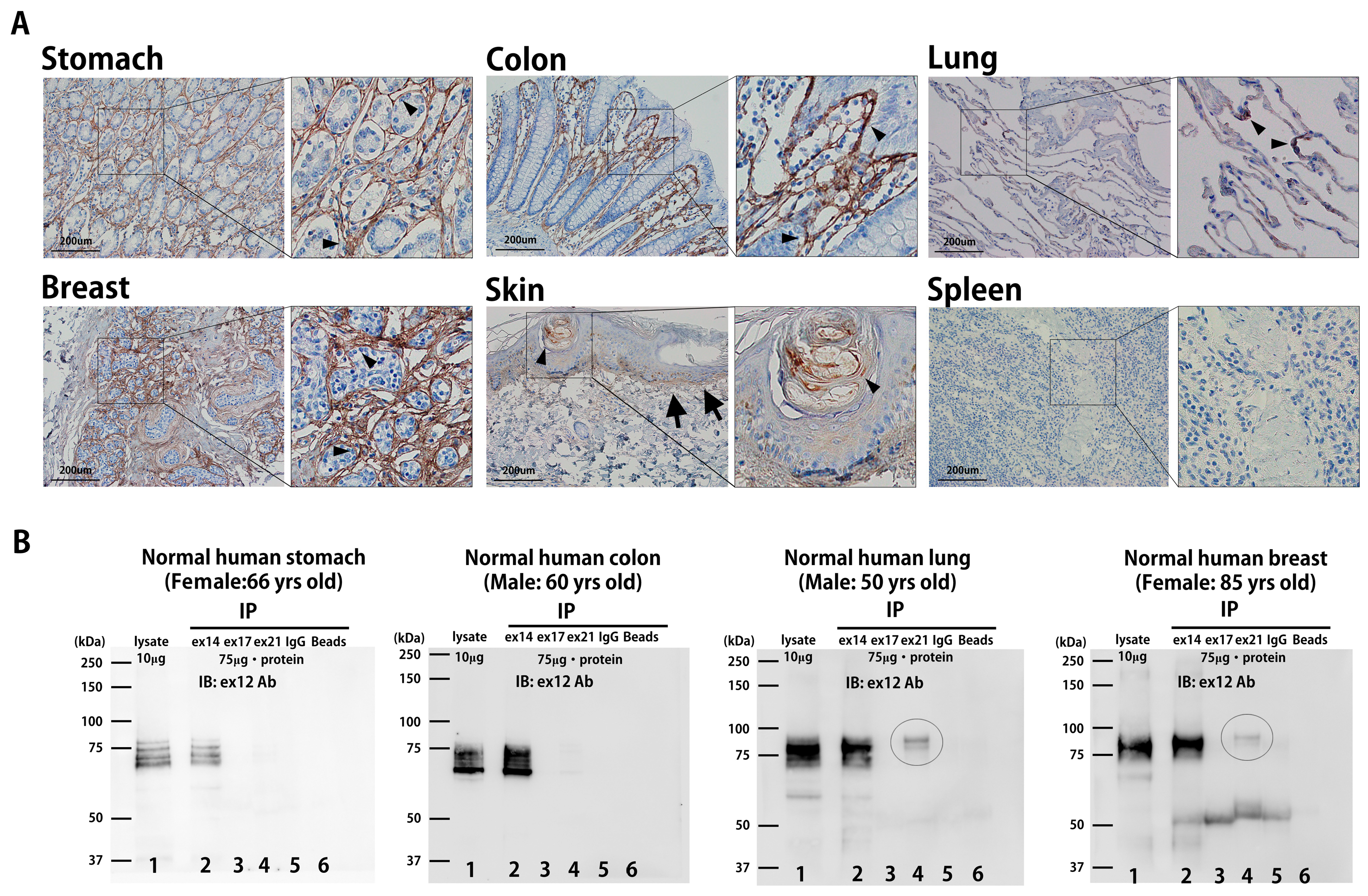 Biomolecules 14 01093 g004