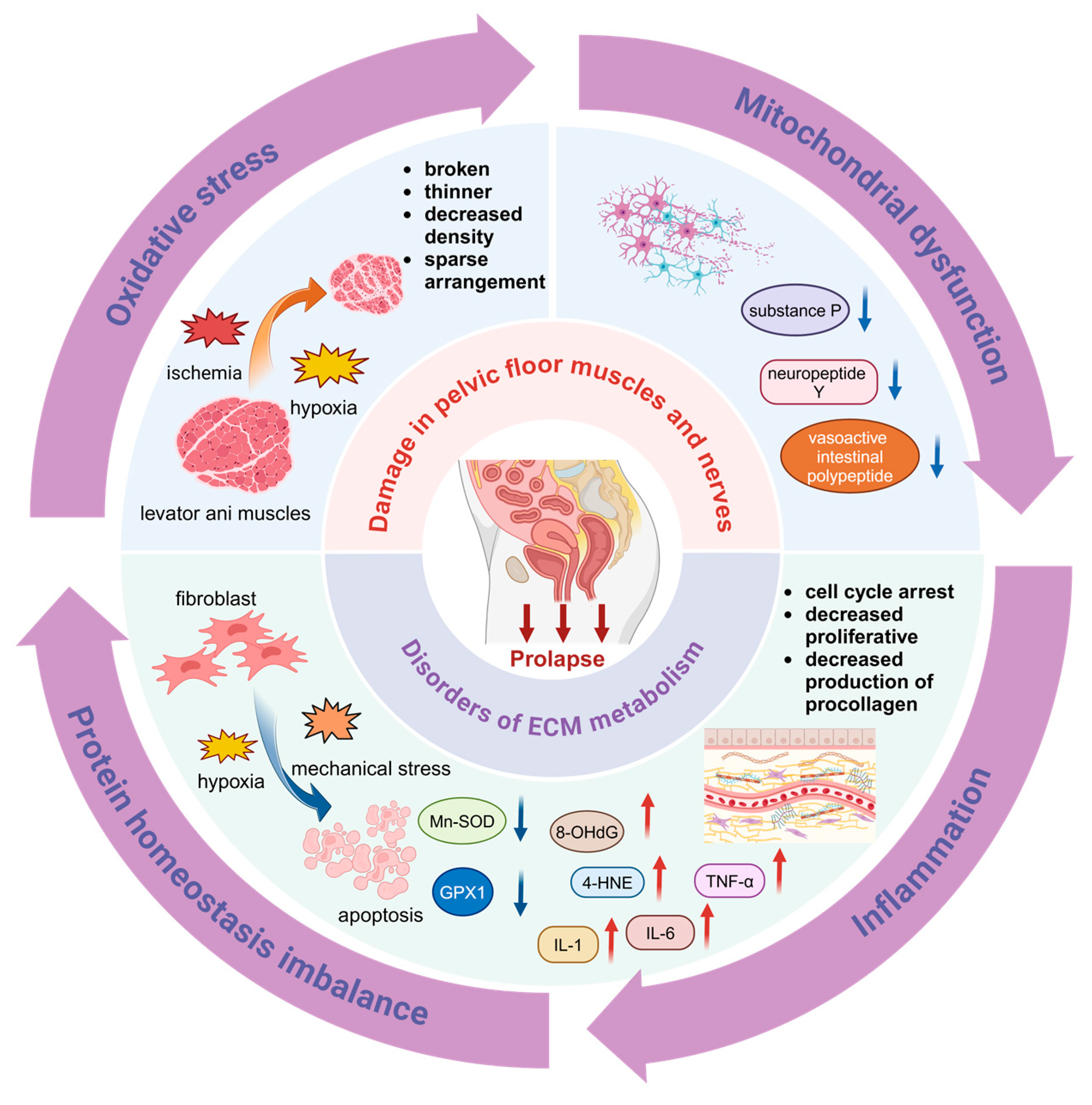 Biomolecules 14 01097 g001