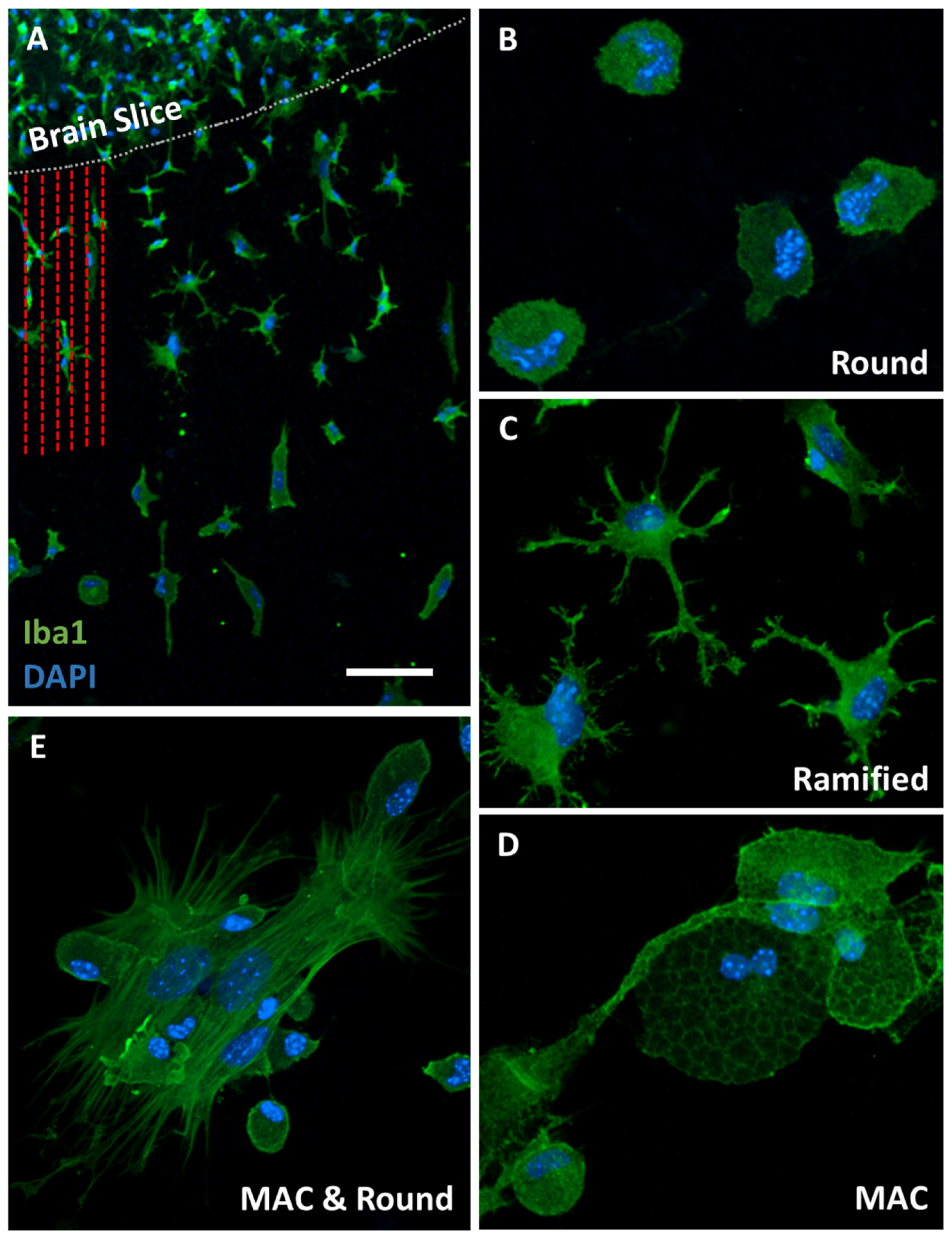 Biomolecules 14 01109 g003
