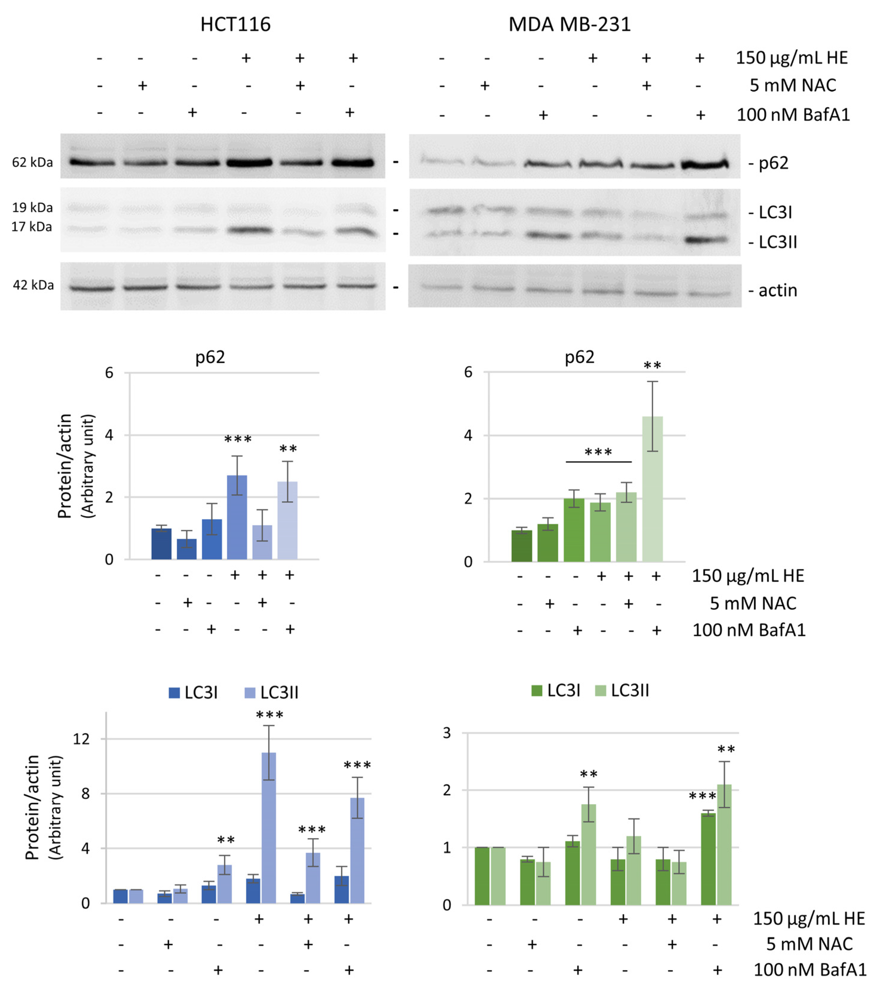 Biomolecules 14 01111 g009