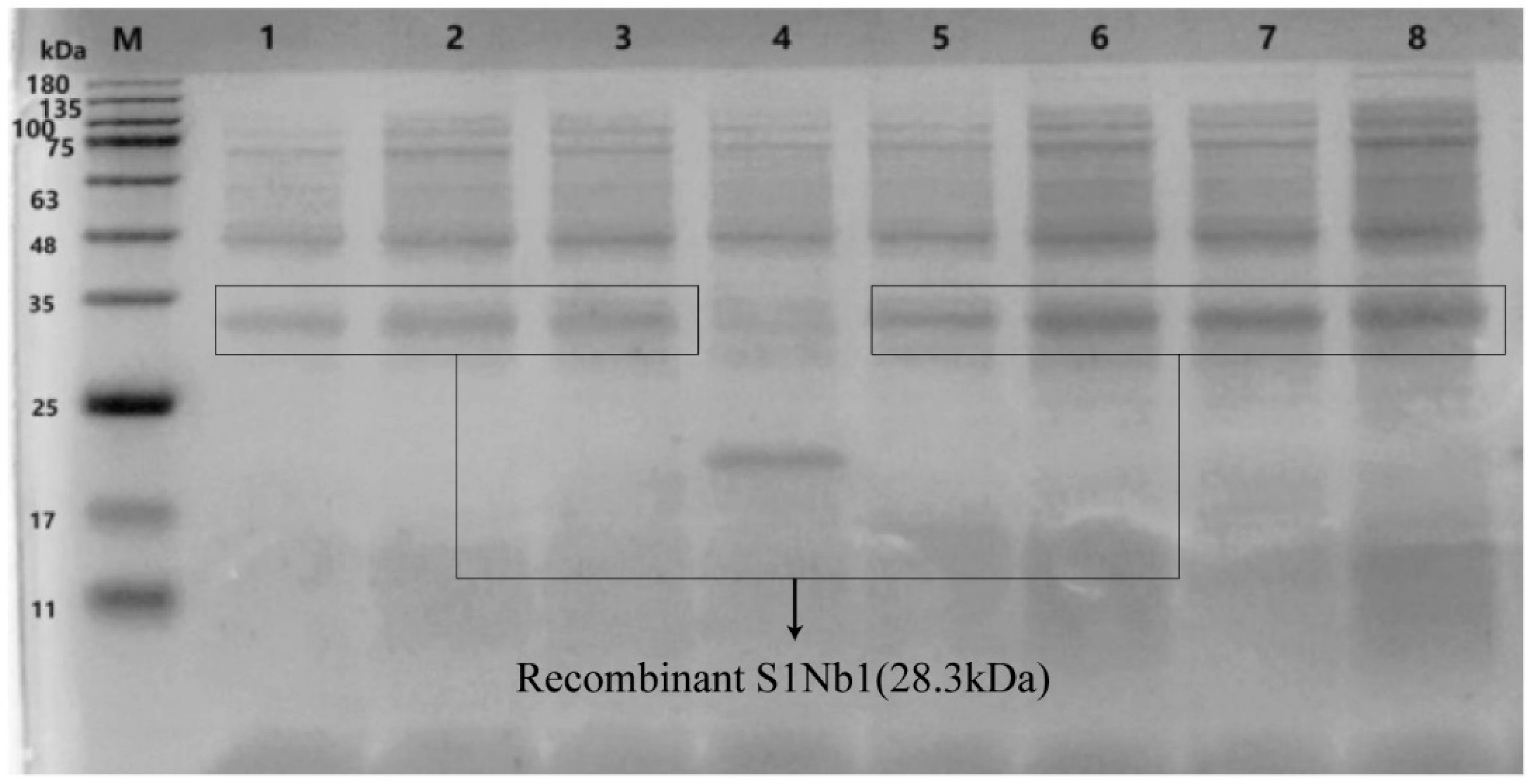 Biomolecules 14 01116 g005