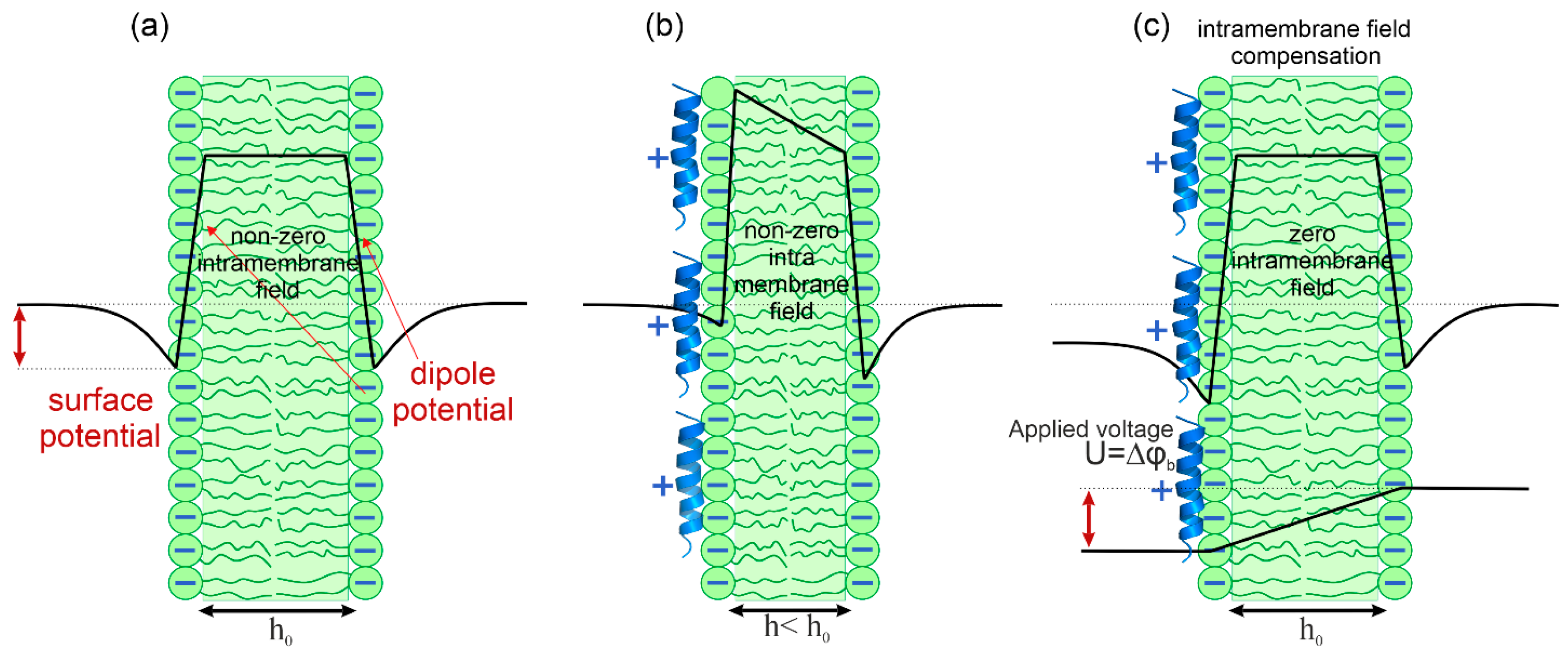 Biomolecules 14 01118 g001