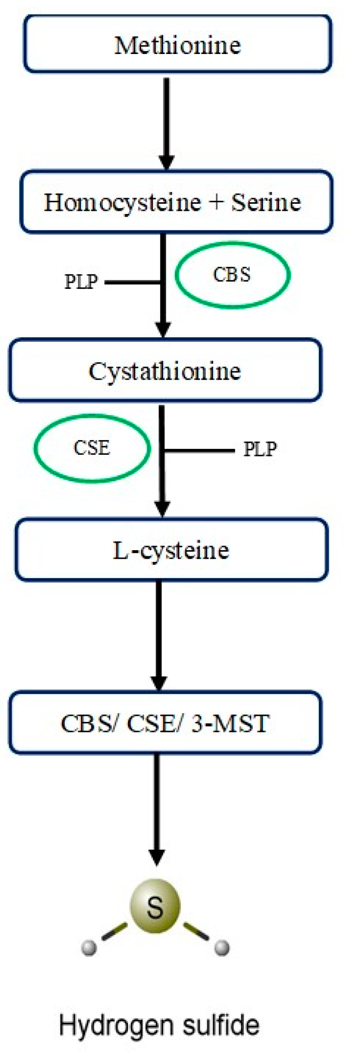 Biomolecules 14 01145 g001 Biomolecules 14 01145 g001