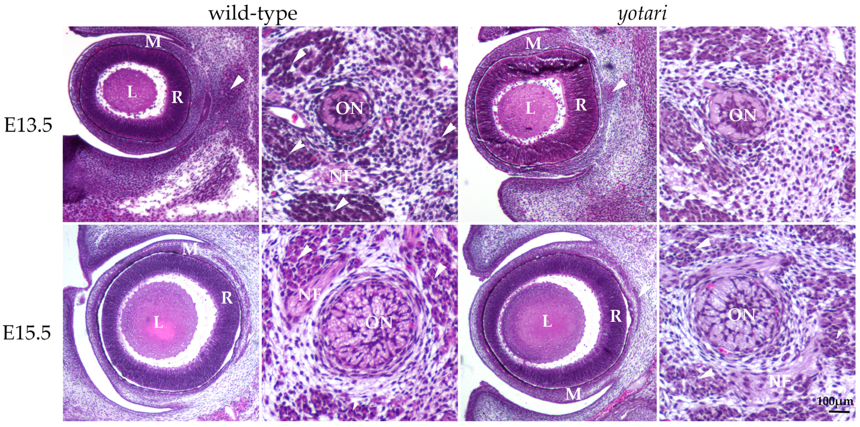 Biomolecules 14 01174 g001 Biomolecules 14 01174 g001