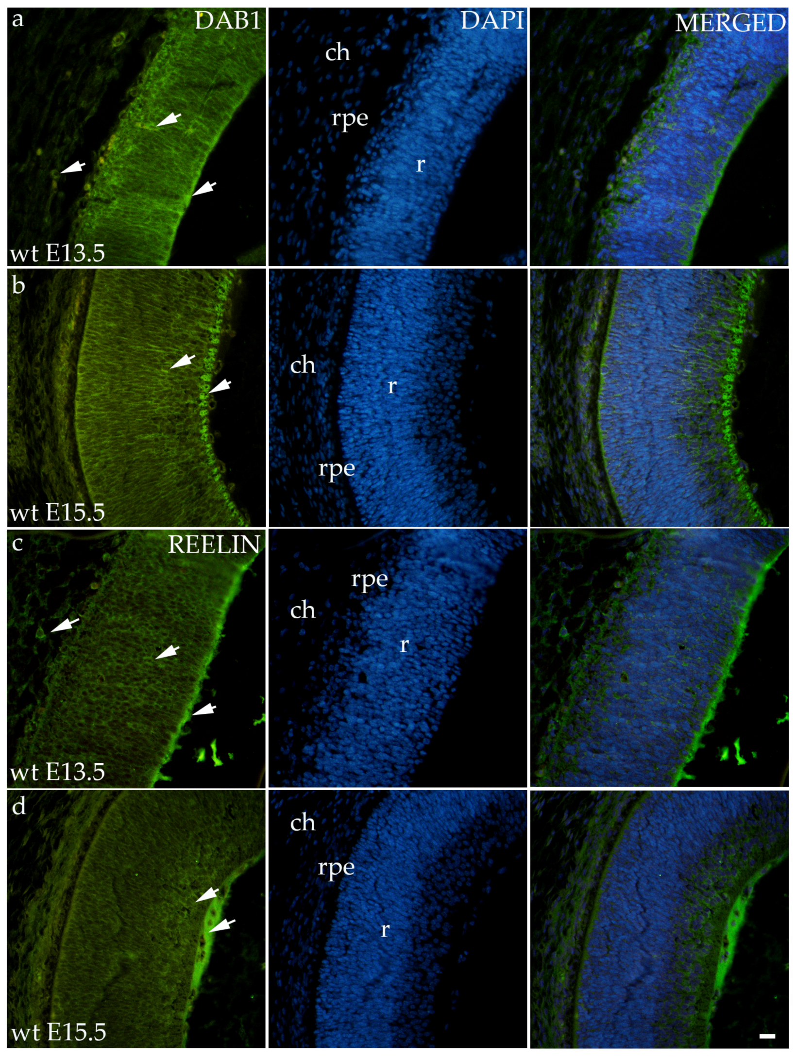 Biomolecules 14 01174 g002 Biomolecules 14 01174 g002