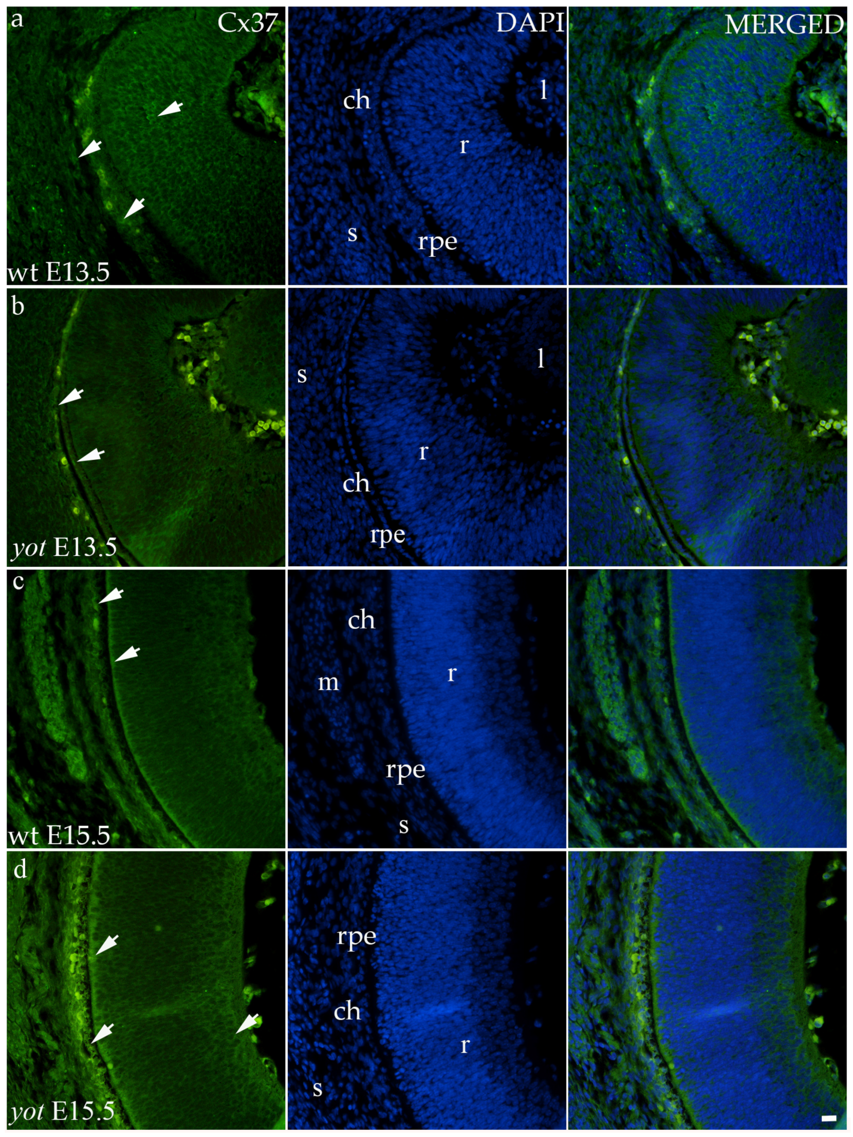 Biomolecules 14 01174 g004 Biomolecules 14 01174 g004