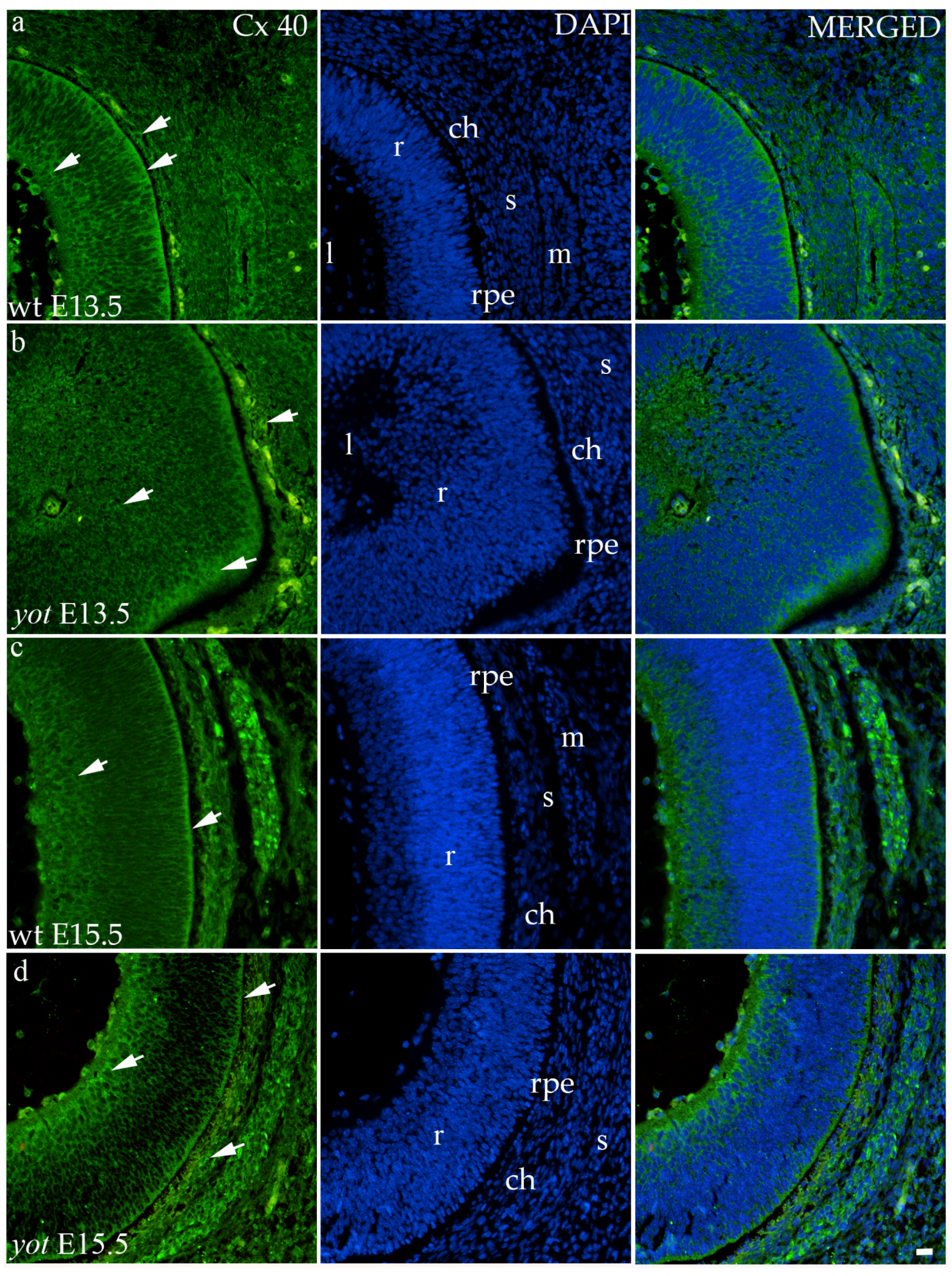 Biomolecules 14 01174 g005 Biomolecules 14 01174 g005