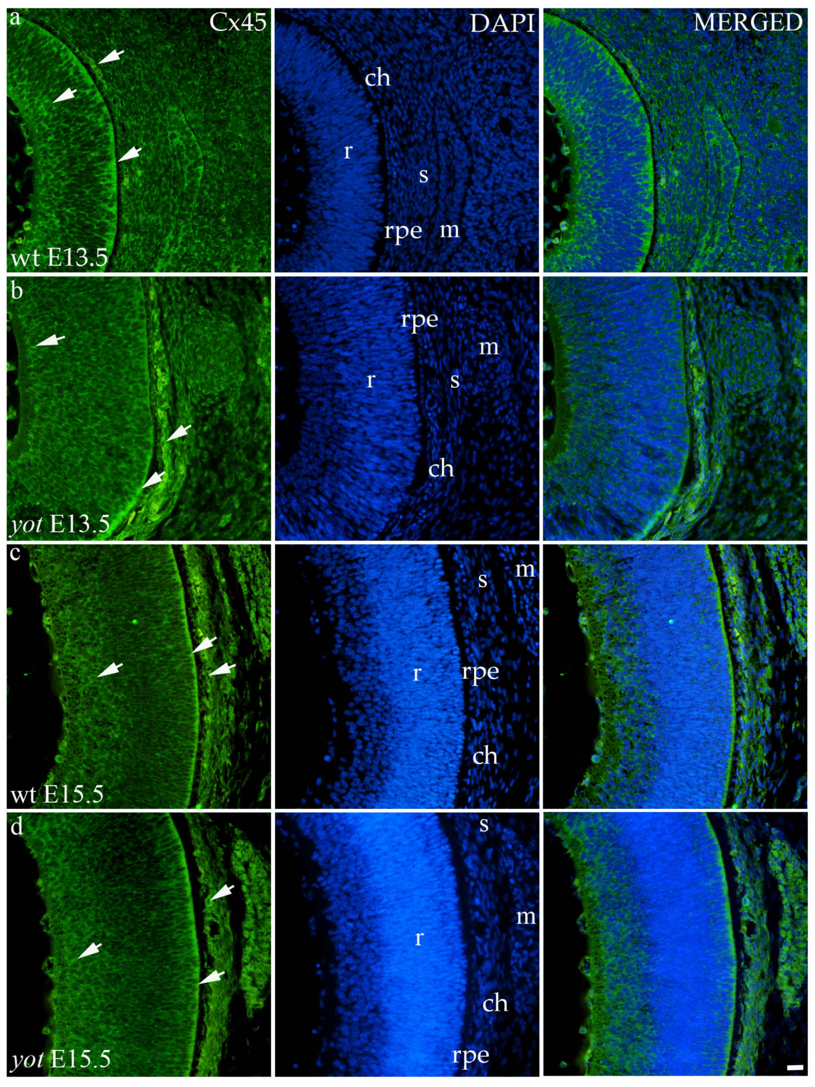 Biomolecules 14 01174 g007 Biomolecules 14 01174 g007