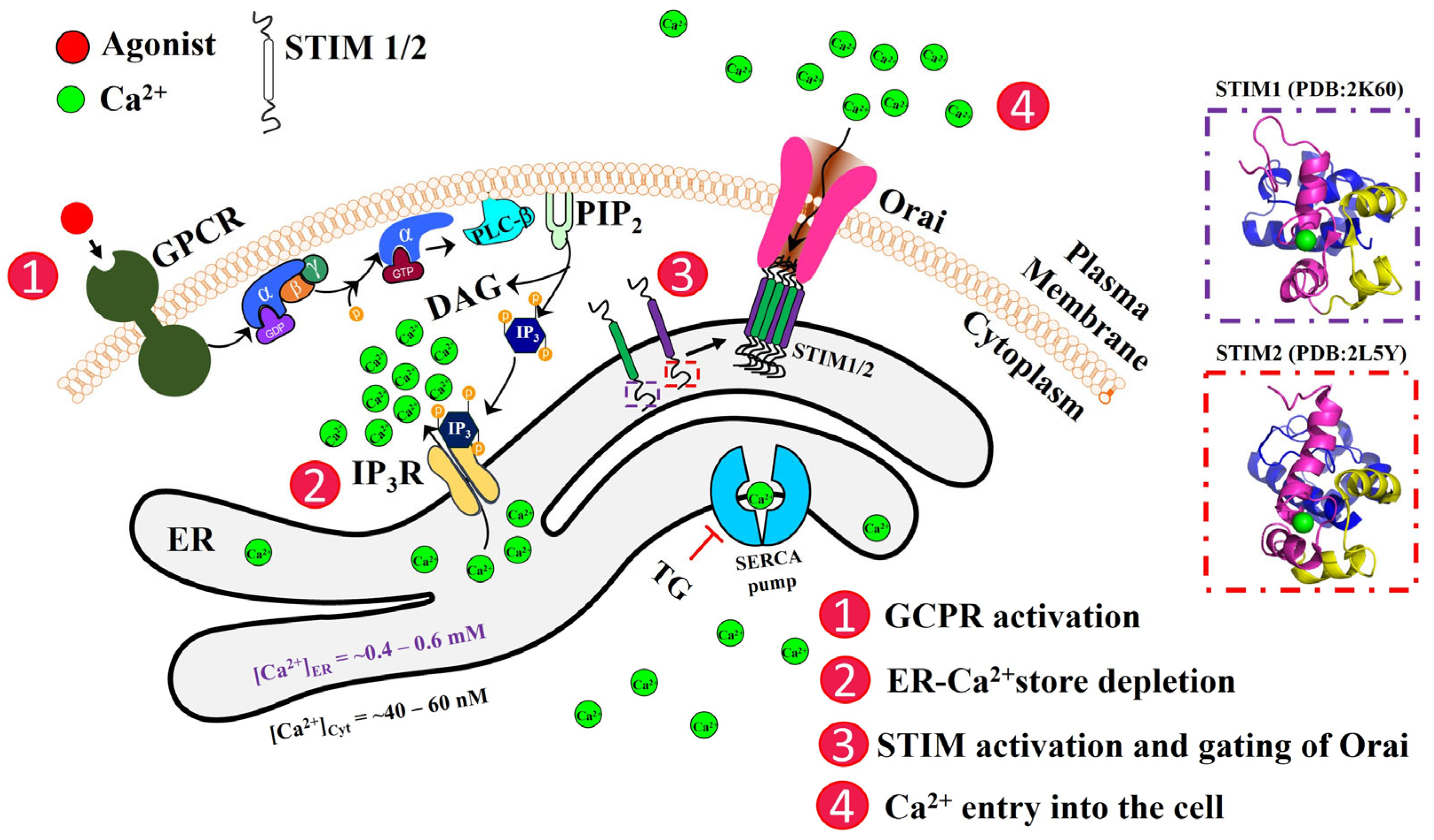Biomolecules 14 01200 g001 Biomolecules 14 01200 g001