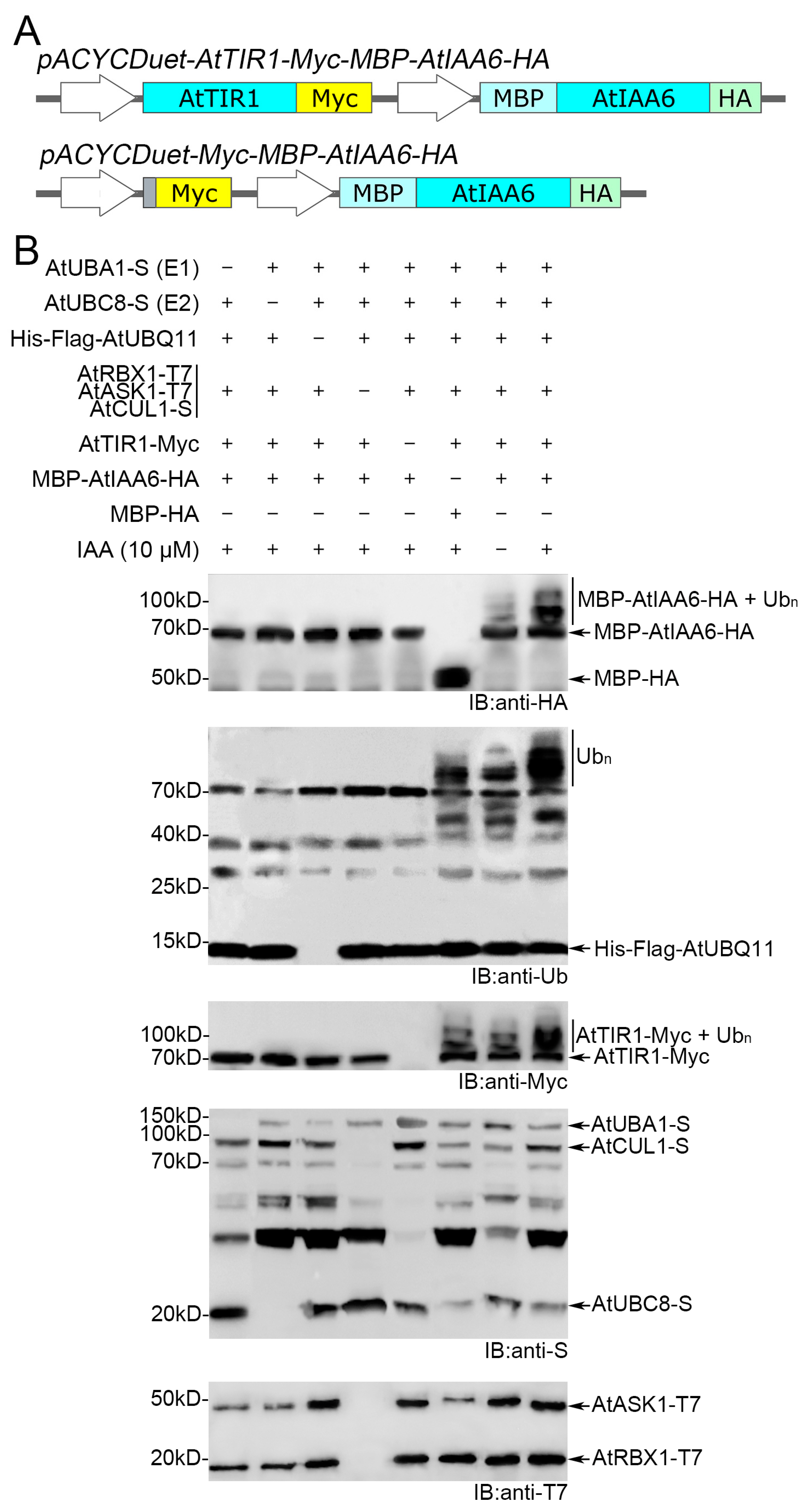 Biomolecules 14 01209 g003