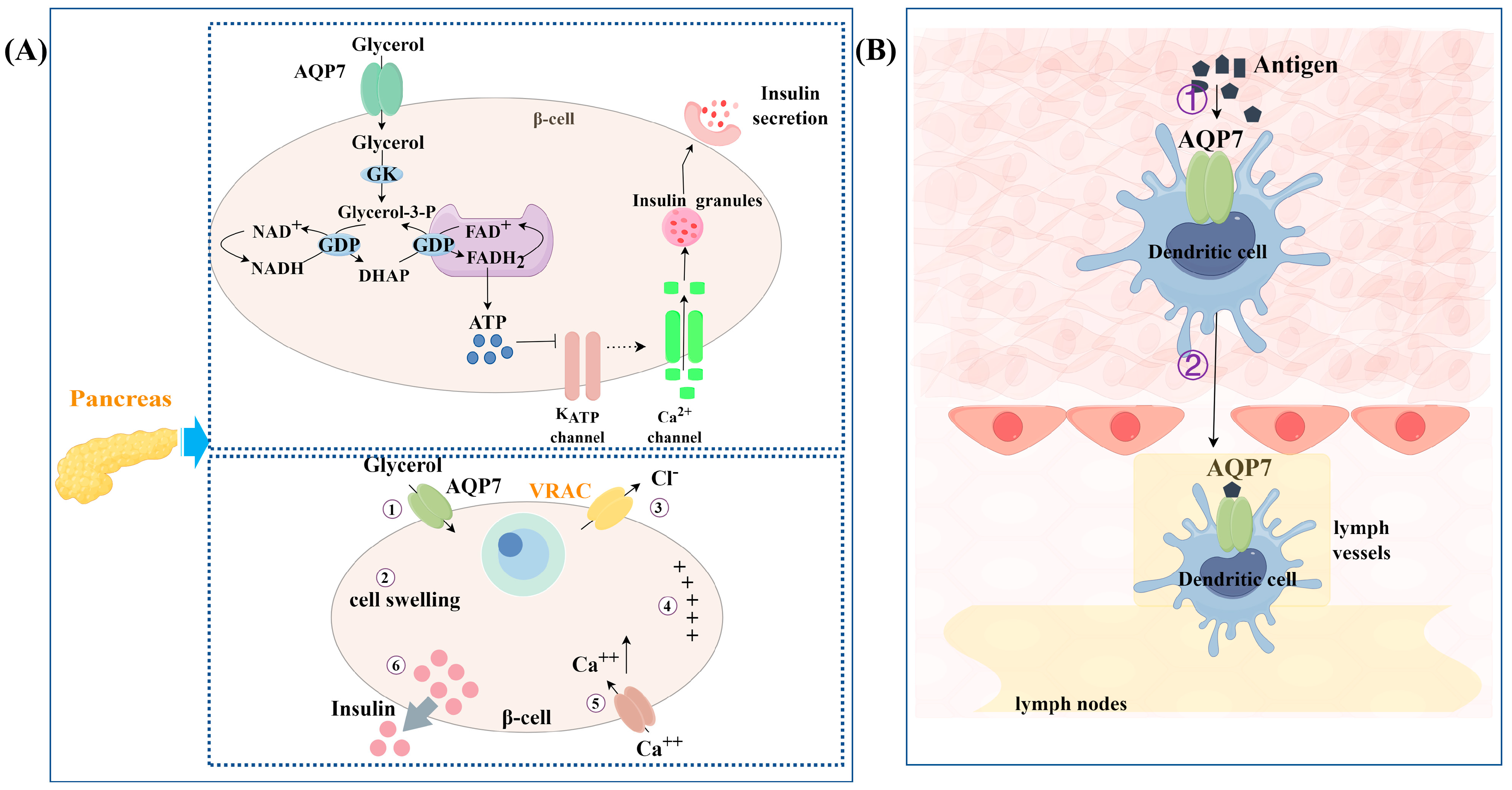 Biomolecules 14 01228 g003