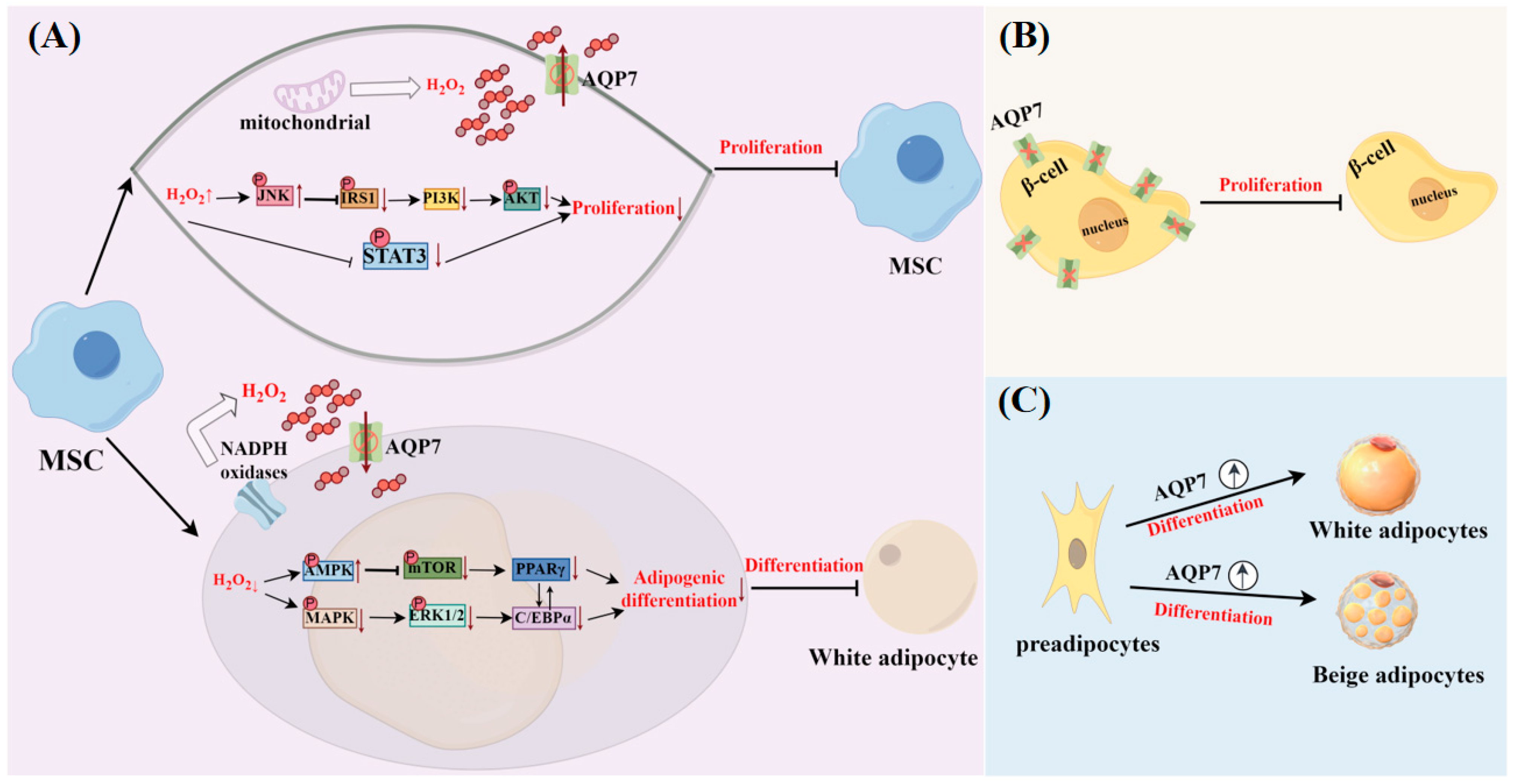 Biomolecules 14 01228 g004