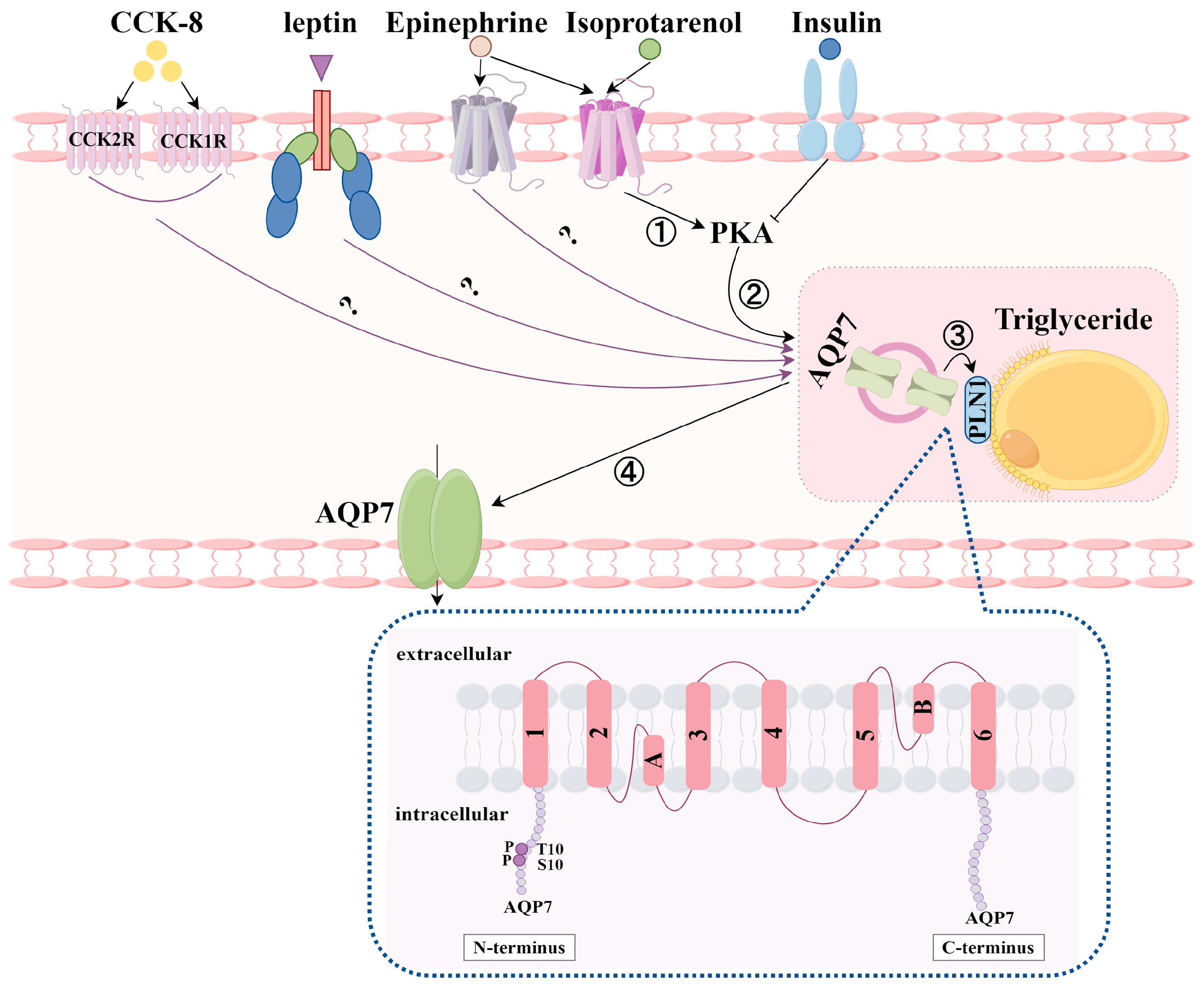 Biomolecules 14 01228 g006