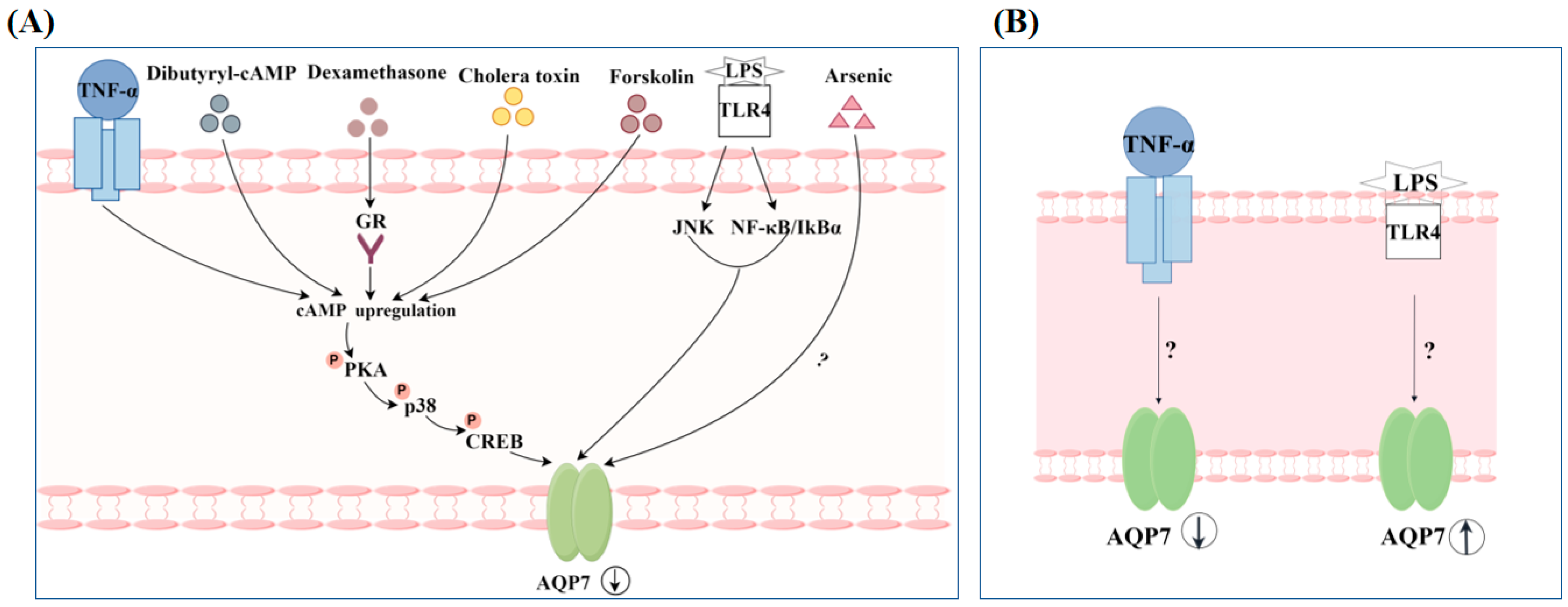 Biomolecules 14 01228 g007