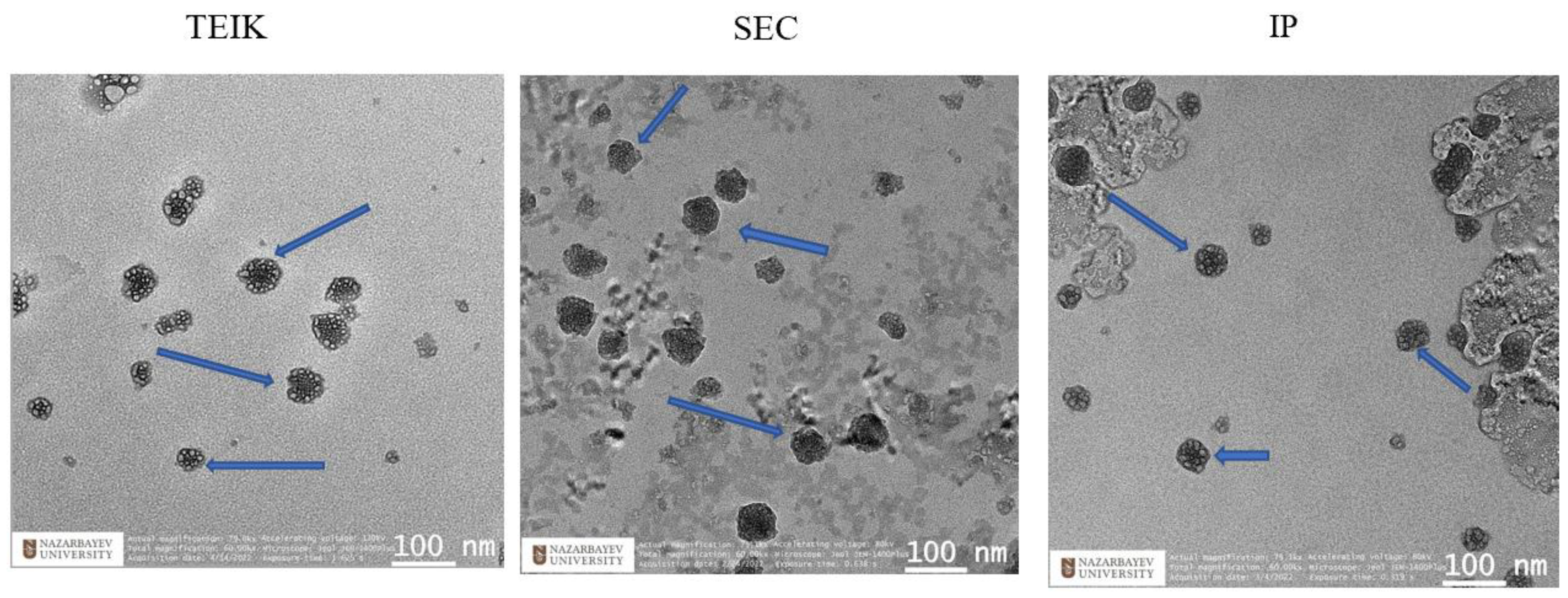 Biomolecules 14 01247 g001