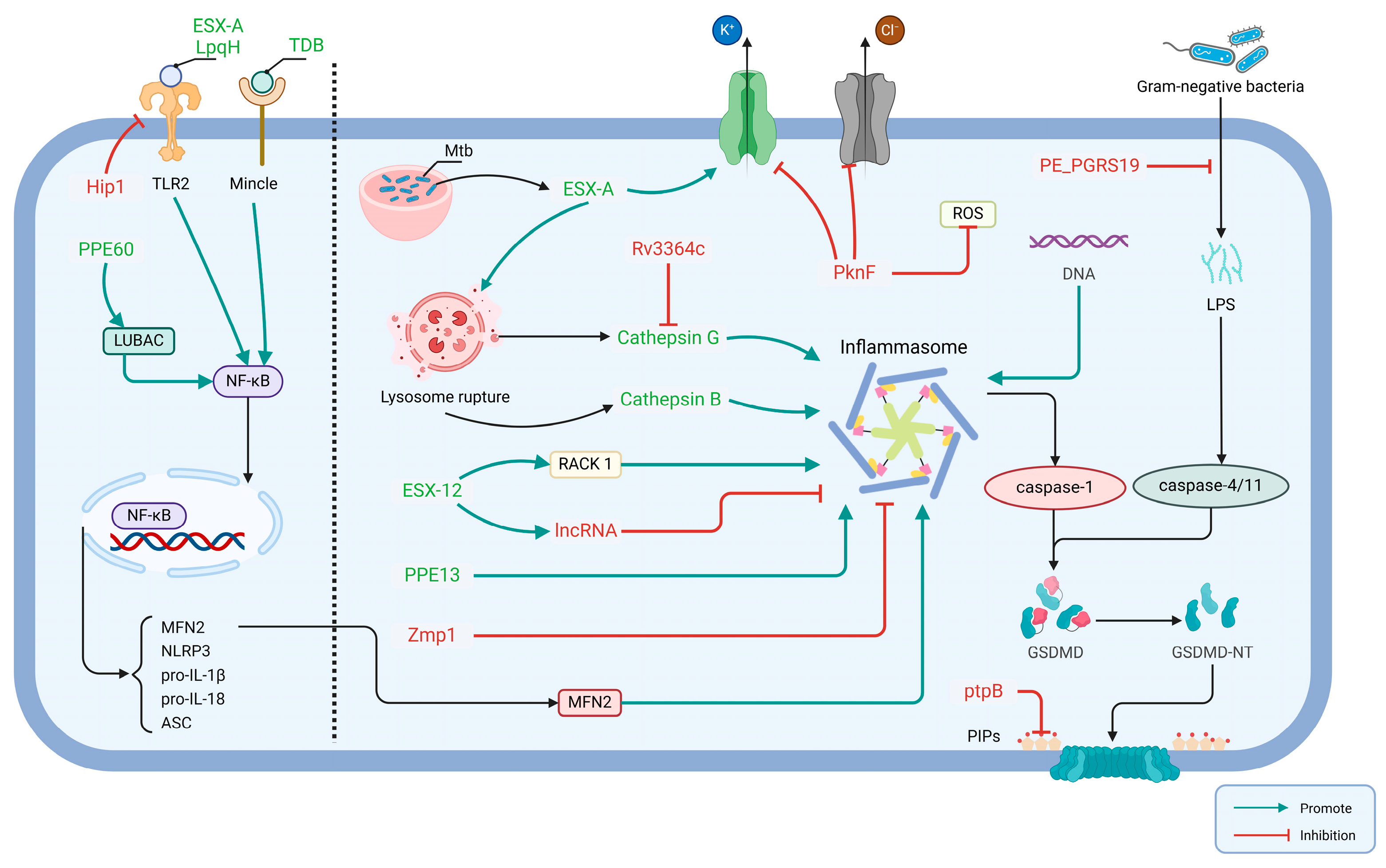 Biomolecules 14 01255 g003
