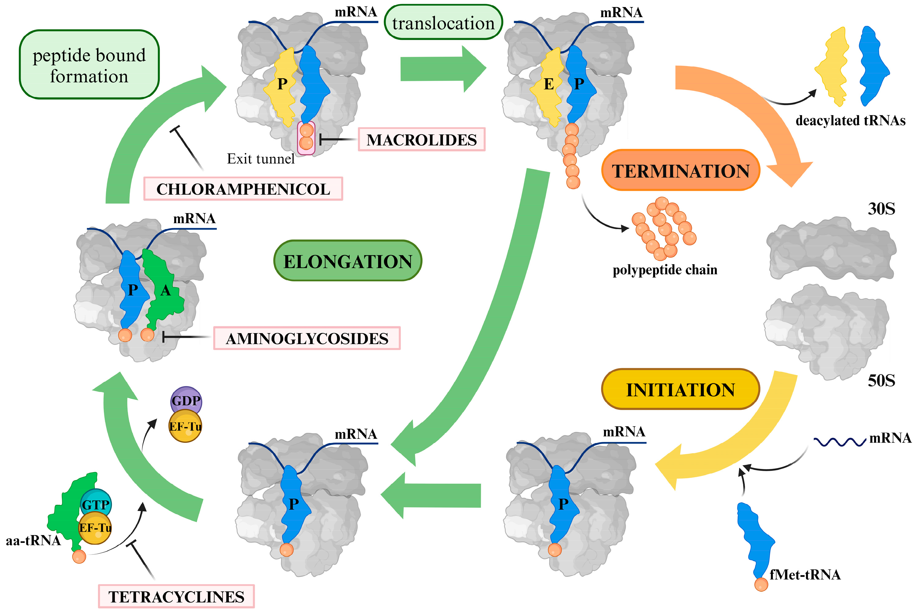 Biomolecules 14 01263 g001