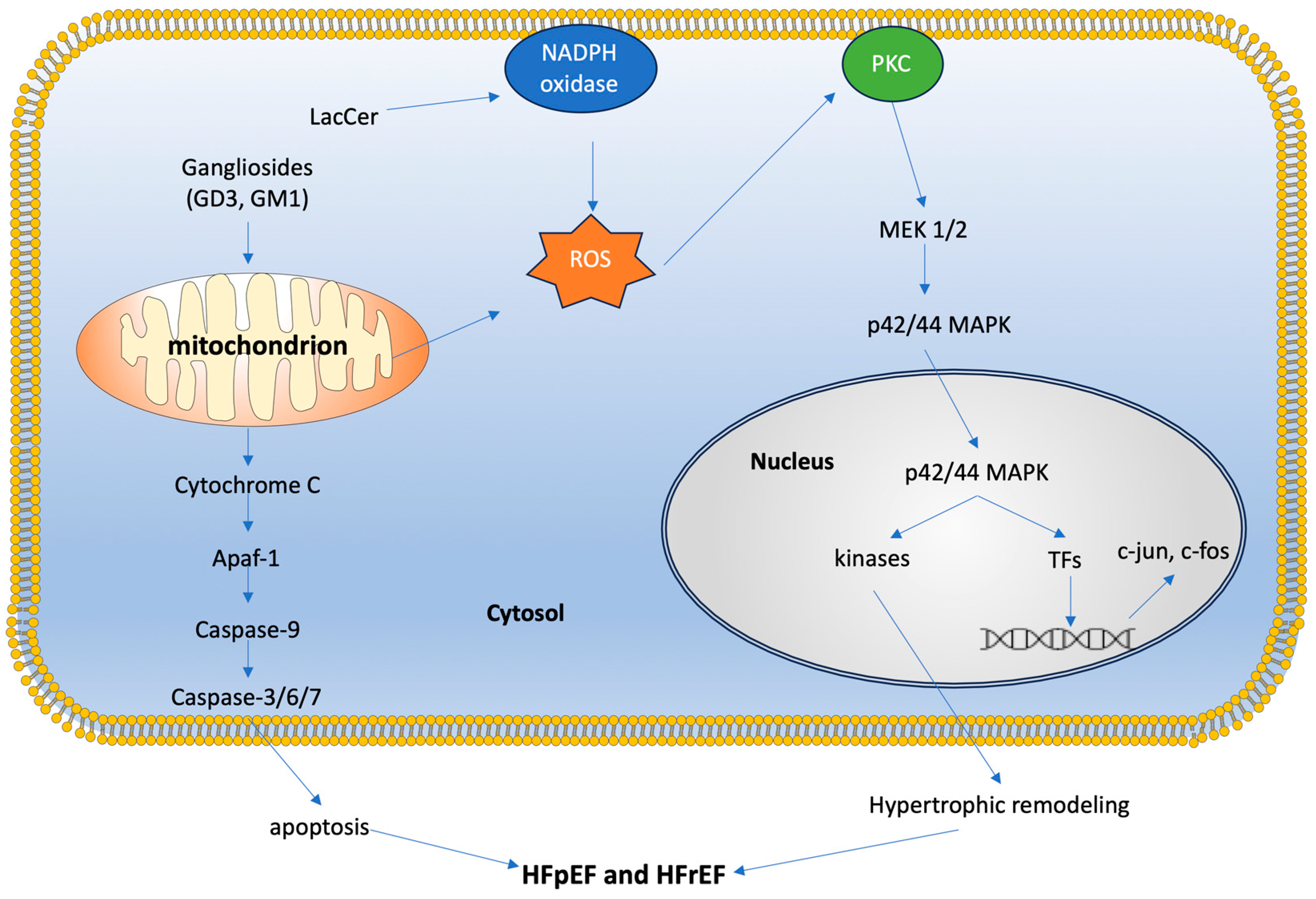 Biomolecules 14 01265 g004 Biomolecules 14 01265 g004