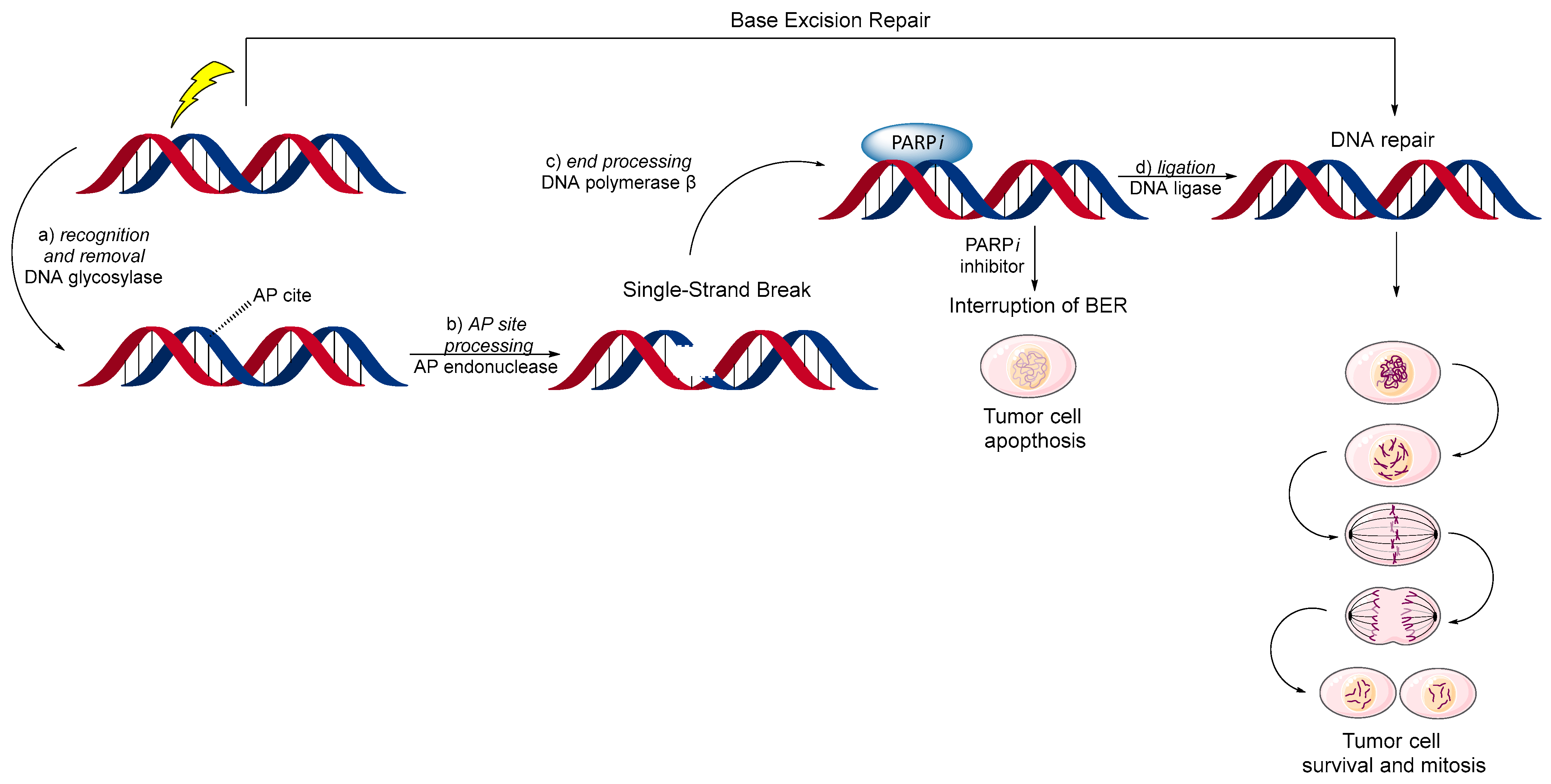 Biomolecules 14 01269 g006 Biomolecules 14 01269 g006