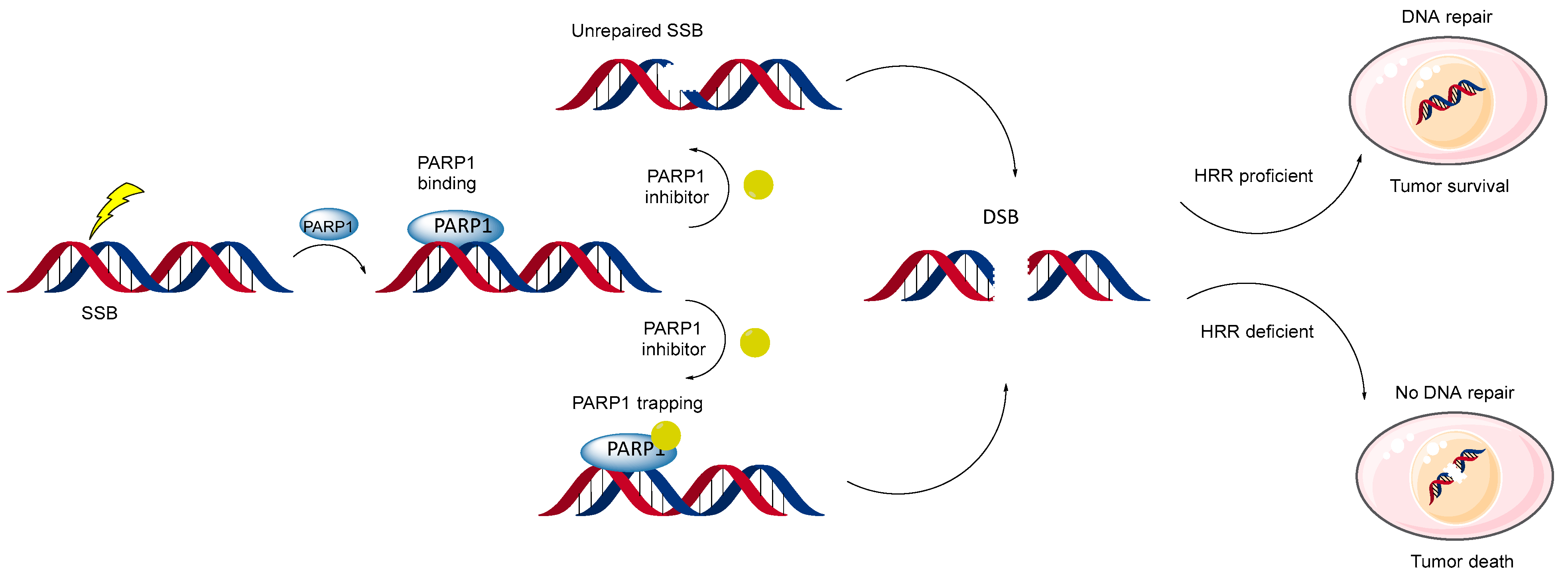 Biomolecules 14 01269 g007 Biomolecules 14 01269 g007