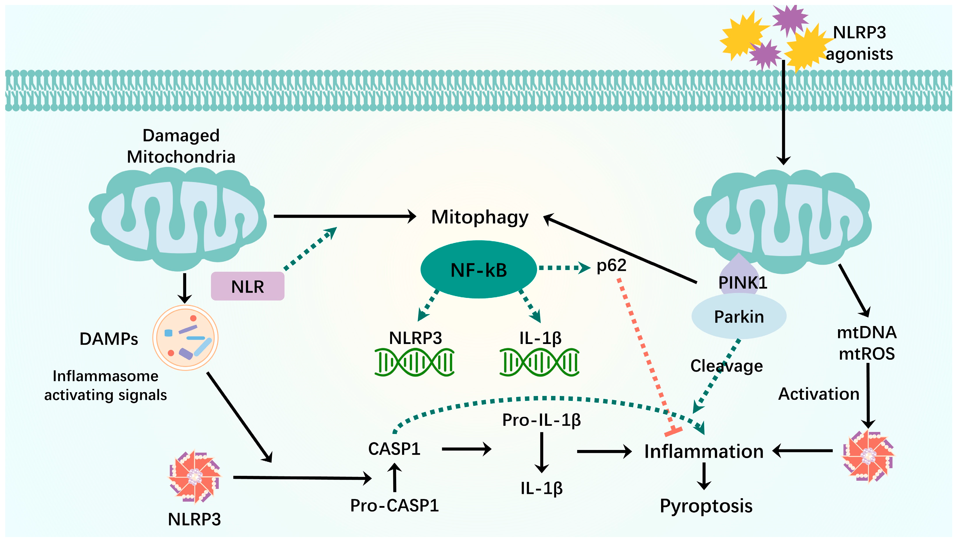 Biomolecules 14 01270 g004