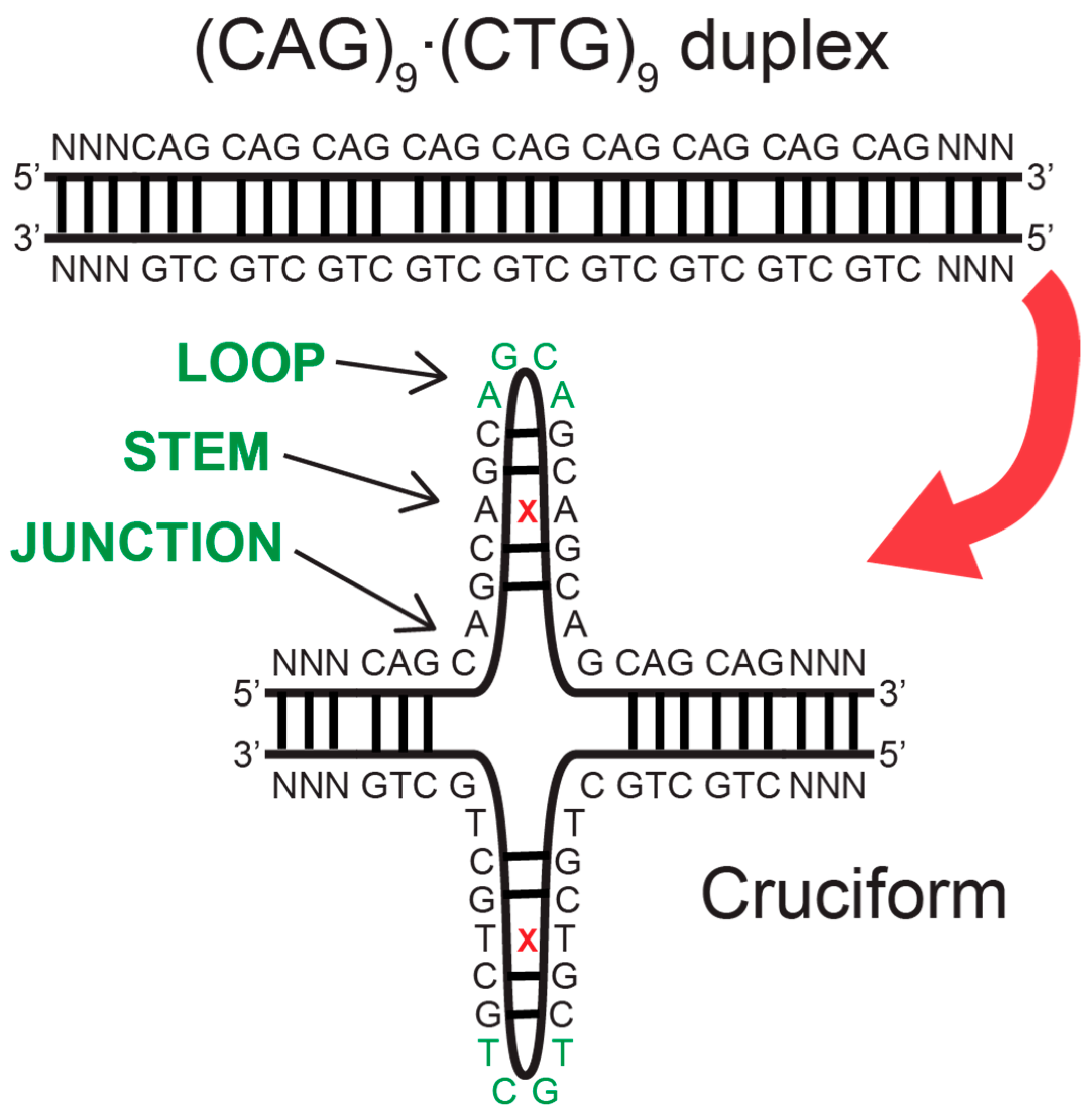 Biomolecules 14 01278 g007 Biomolecules 14 01278 g007