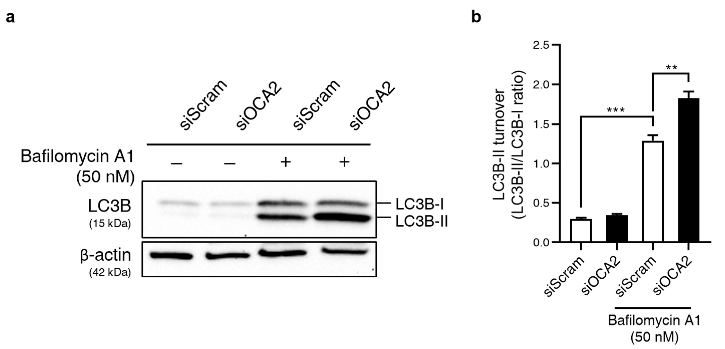 Biomolecules 14 01284 g003 Biomolecules 14 01284 g003