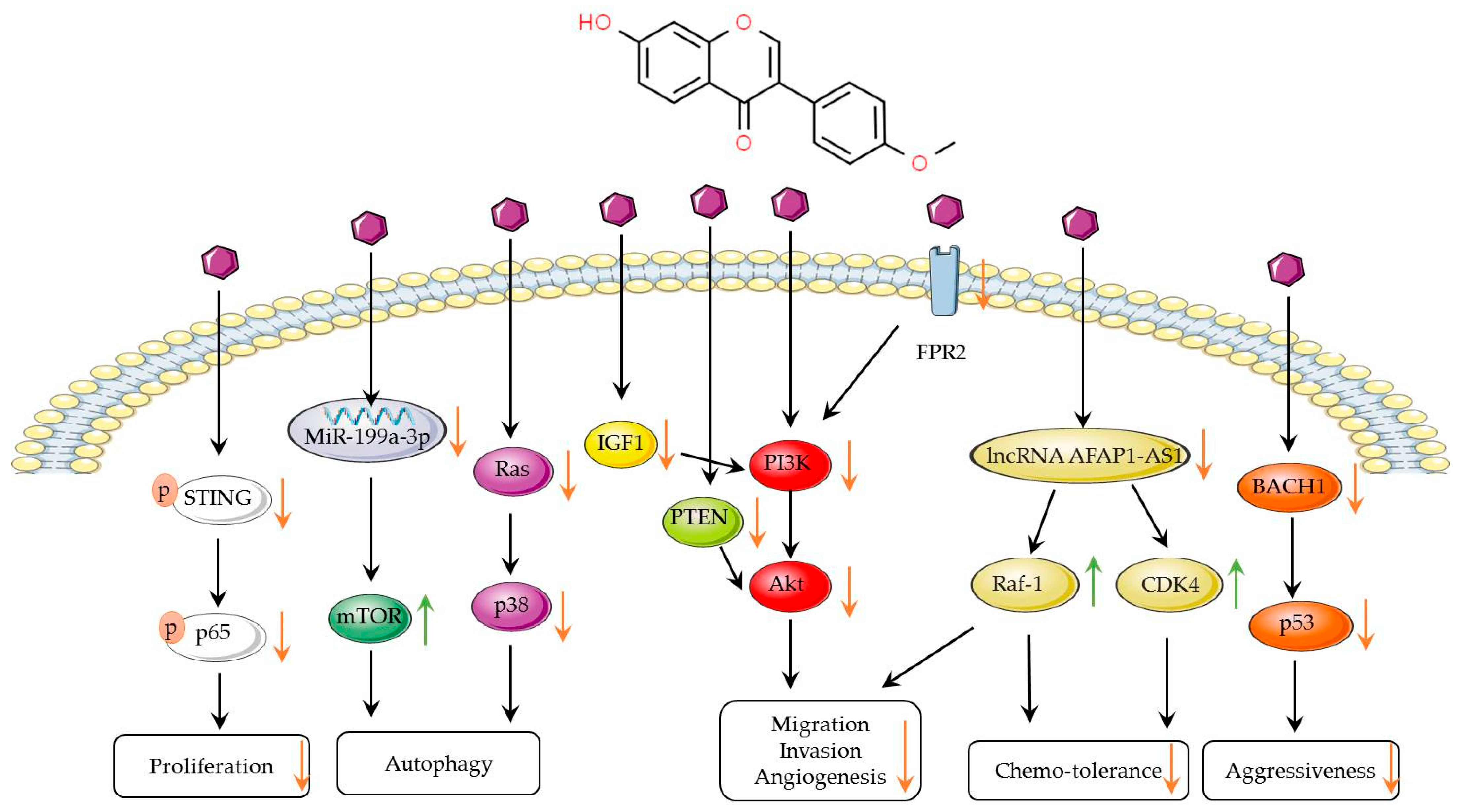 Biomolecules 14 01339 g002 Biomolecules 14 01339 g002