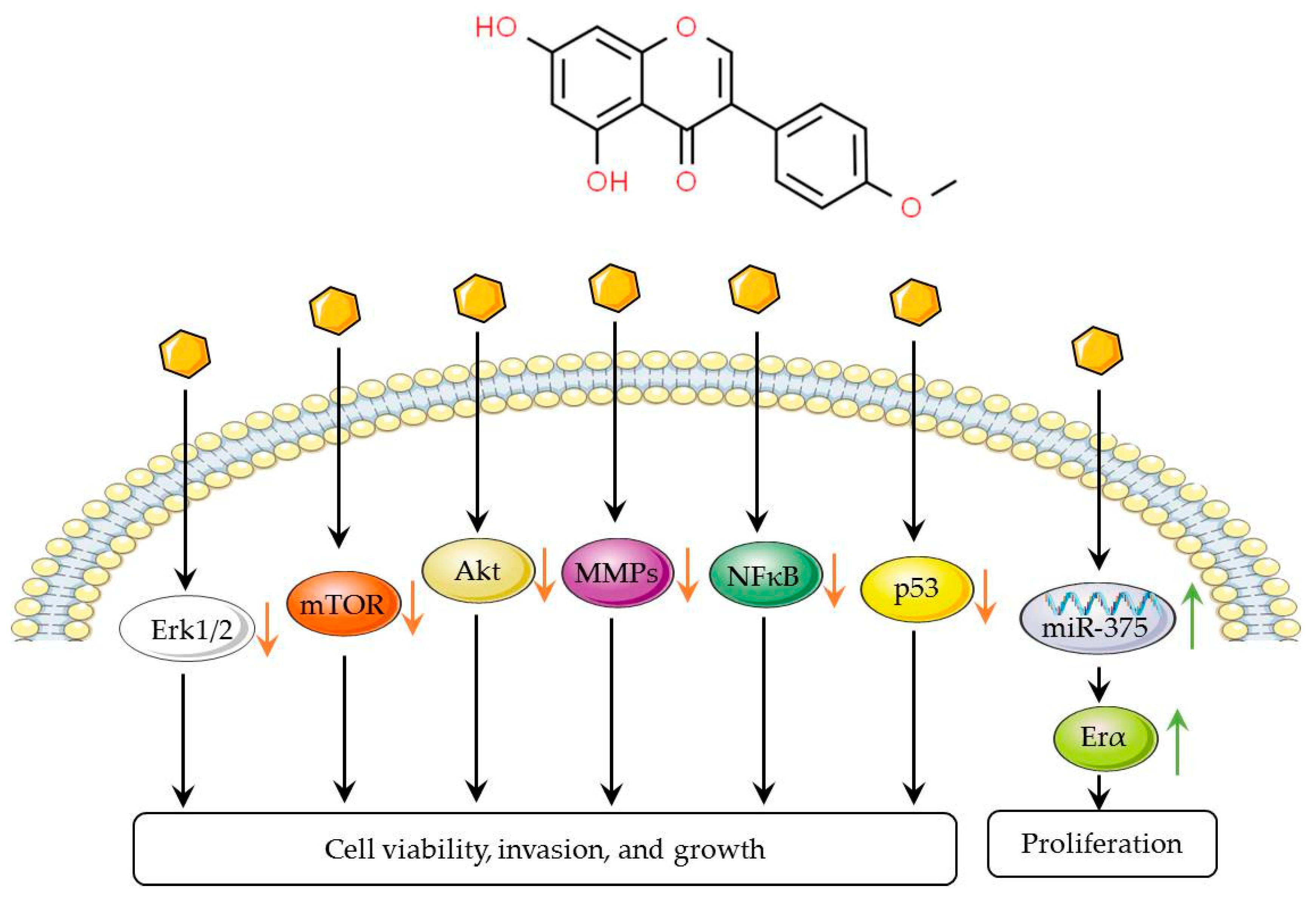 Biomolecules 14 01339 g004 Biomolecules 14 01339 g004