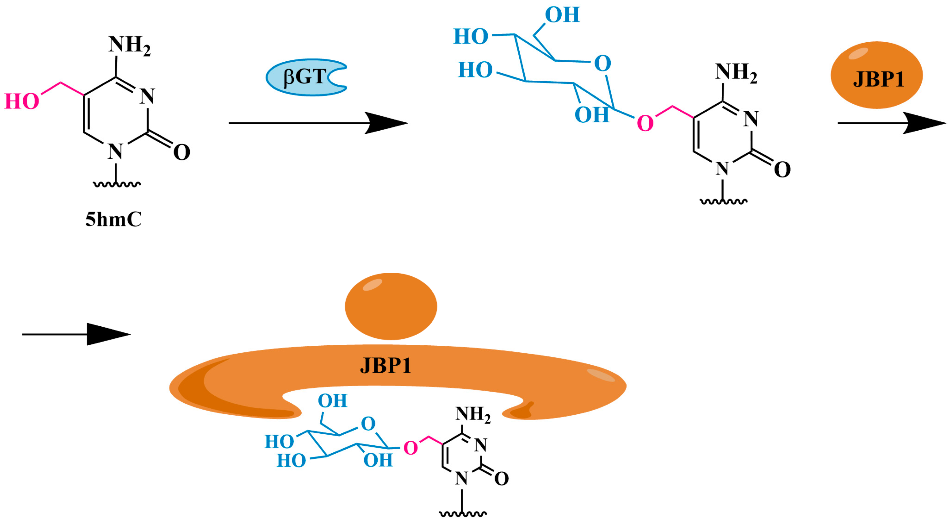 Biomolecules 14 01346 g004
