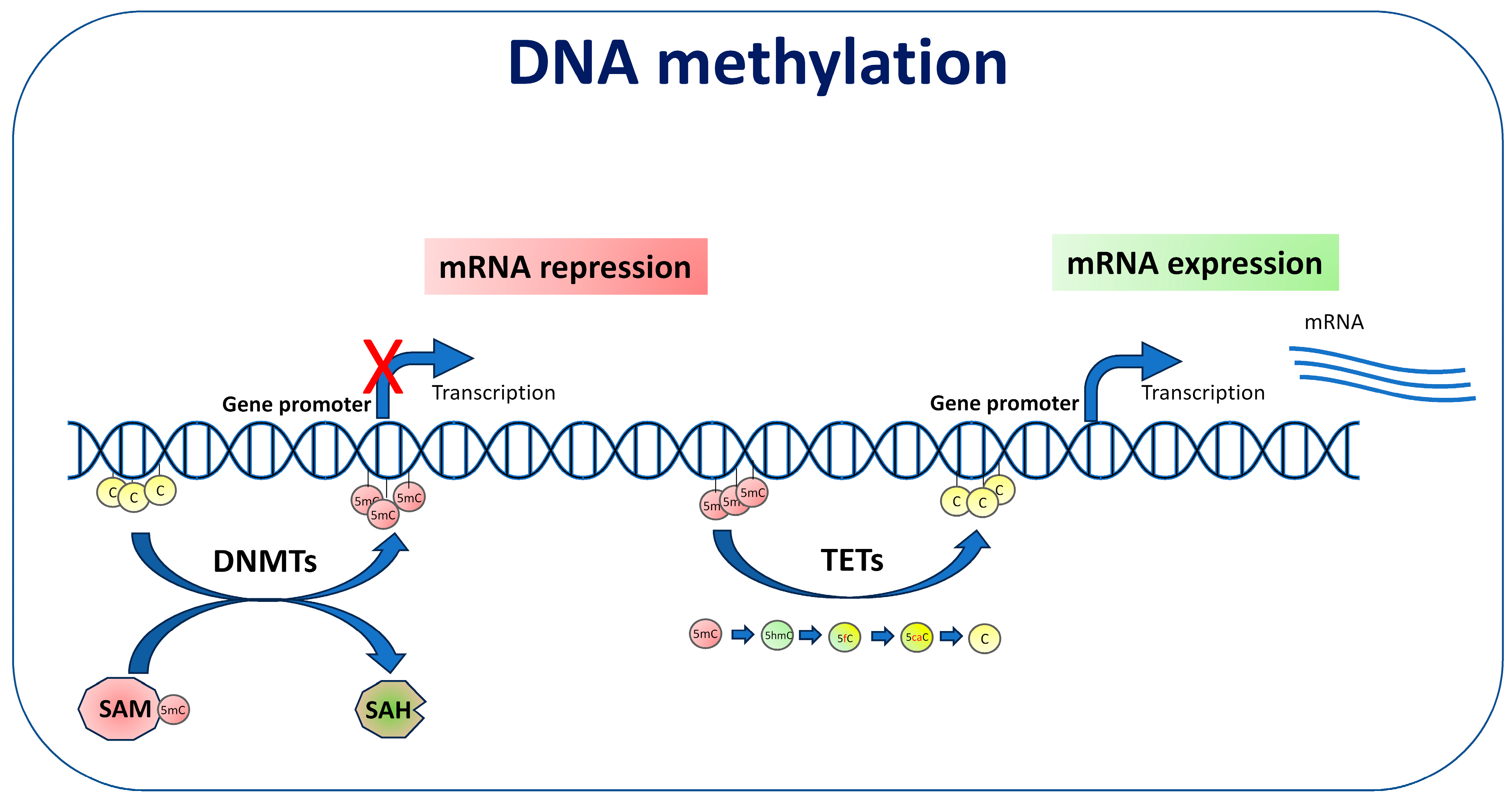 Biomolecules 14 01366 g001