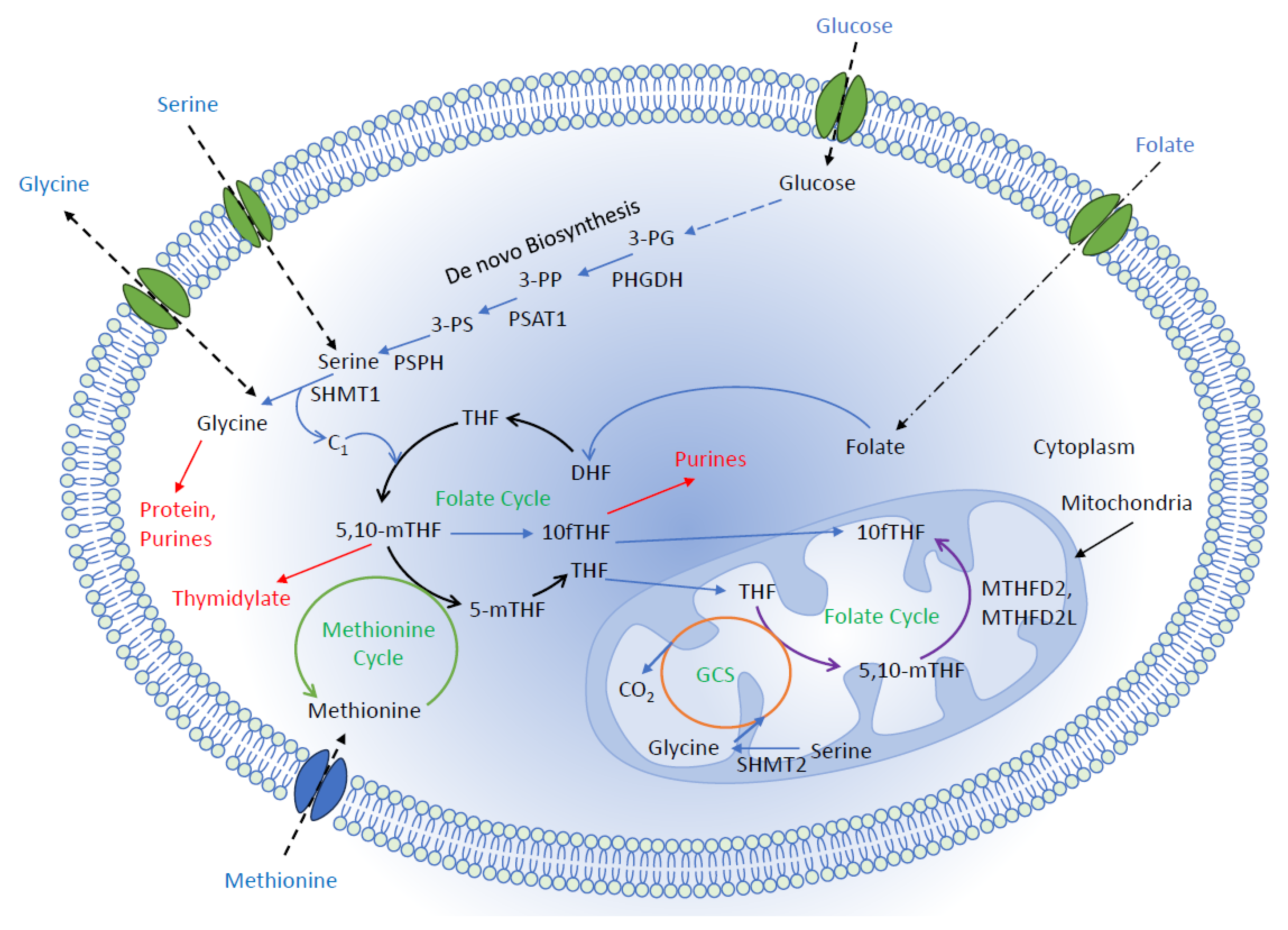 Biomolecules 14 01387 g001 Biomolecules 14 01387 g001