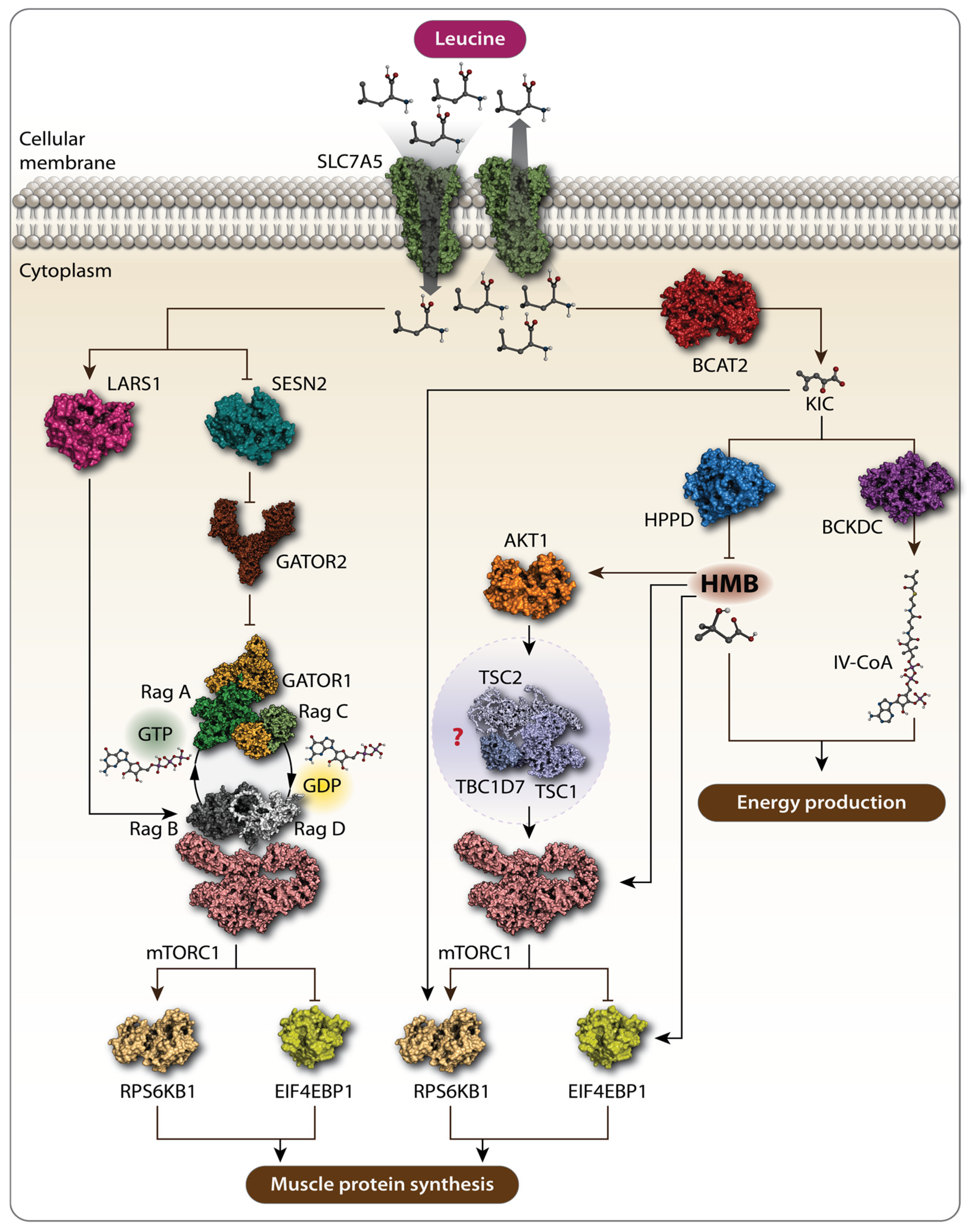 Biomolecules 14 01401 g001