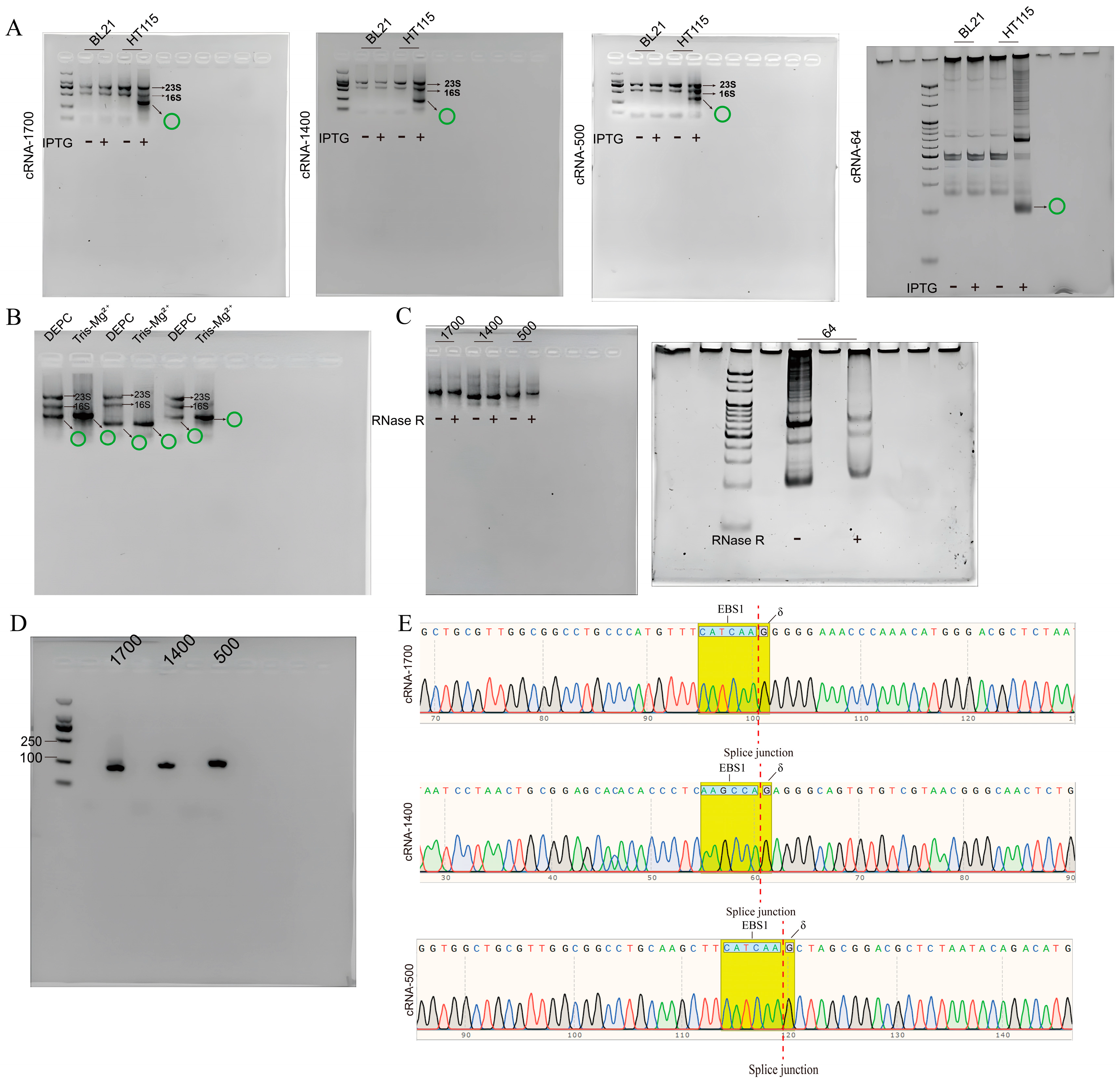 Biomolecules 14 01416 g003 Biomolecules 14 01416 g003