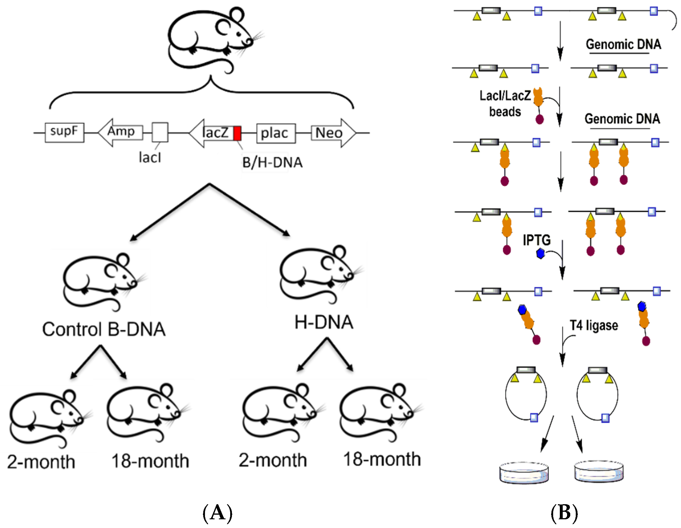 Biomolecules 14 01453 g001