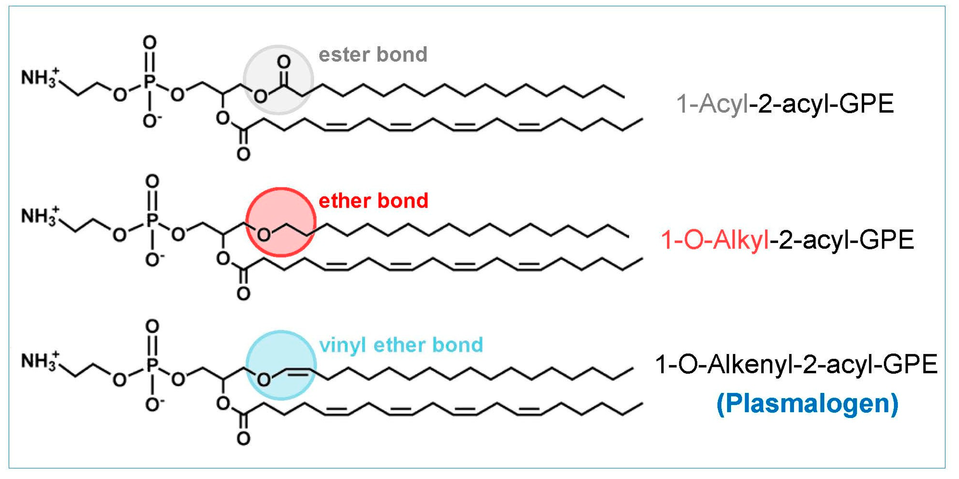 Biomolecules 14 01461 g001