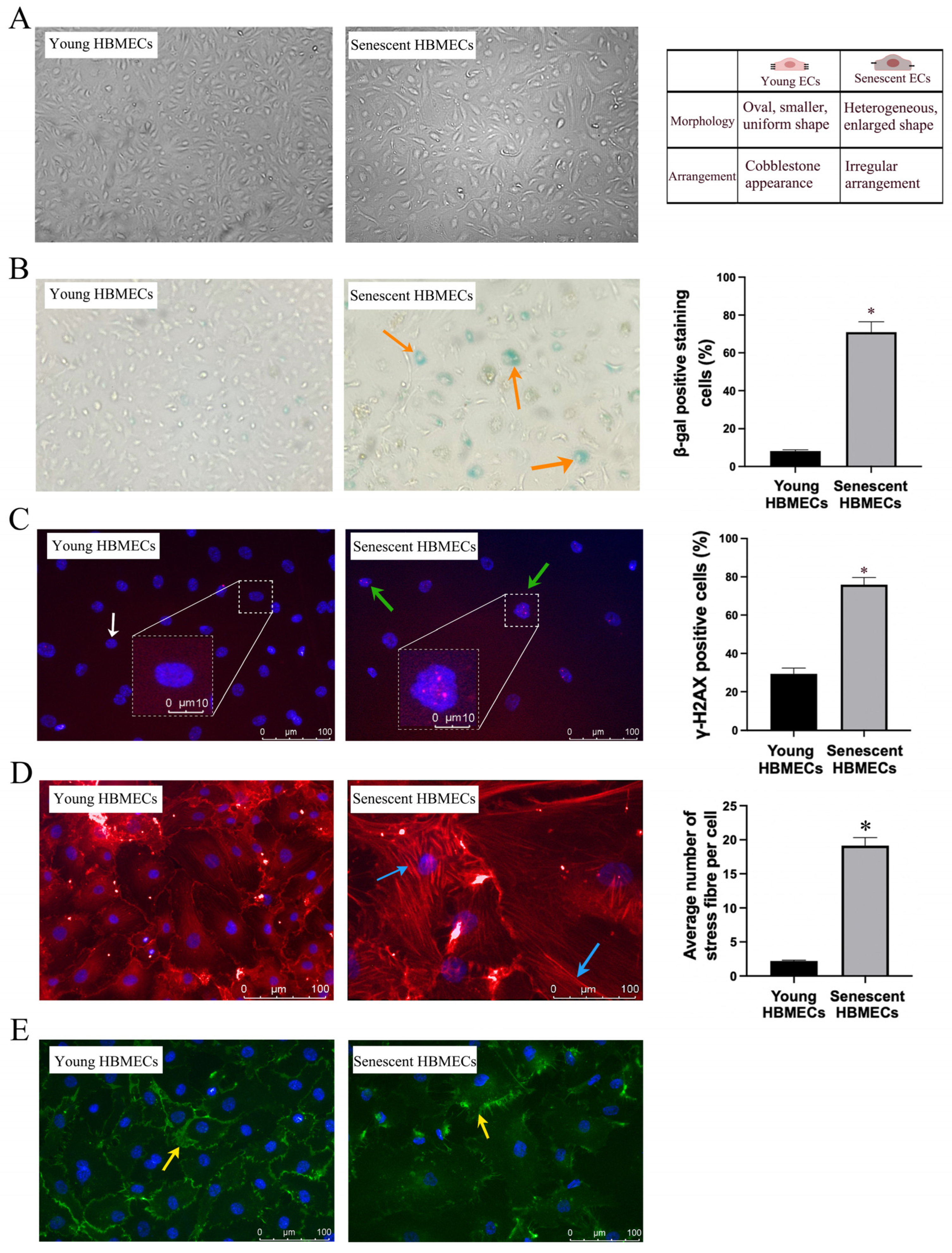 Biomolecules 14 01476 g001