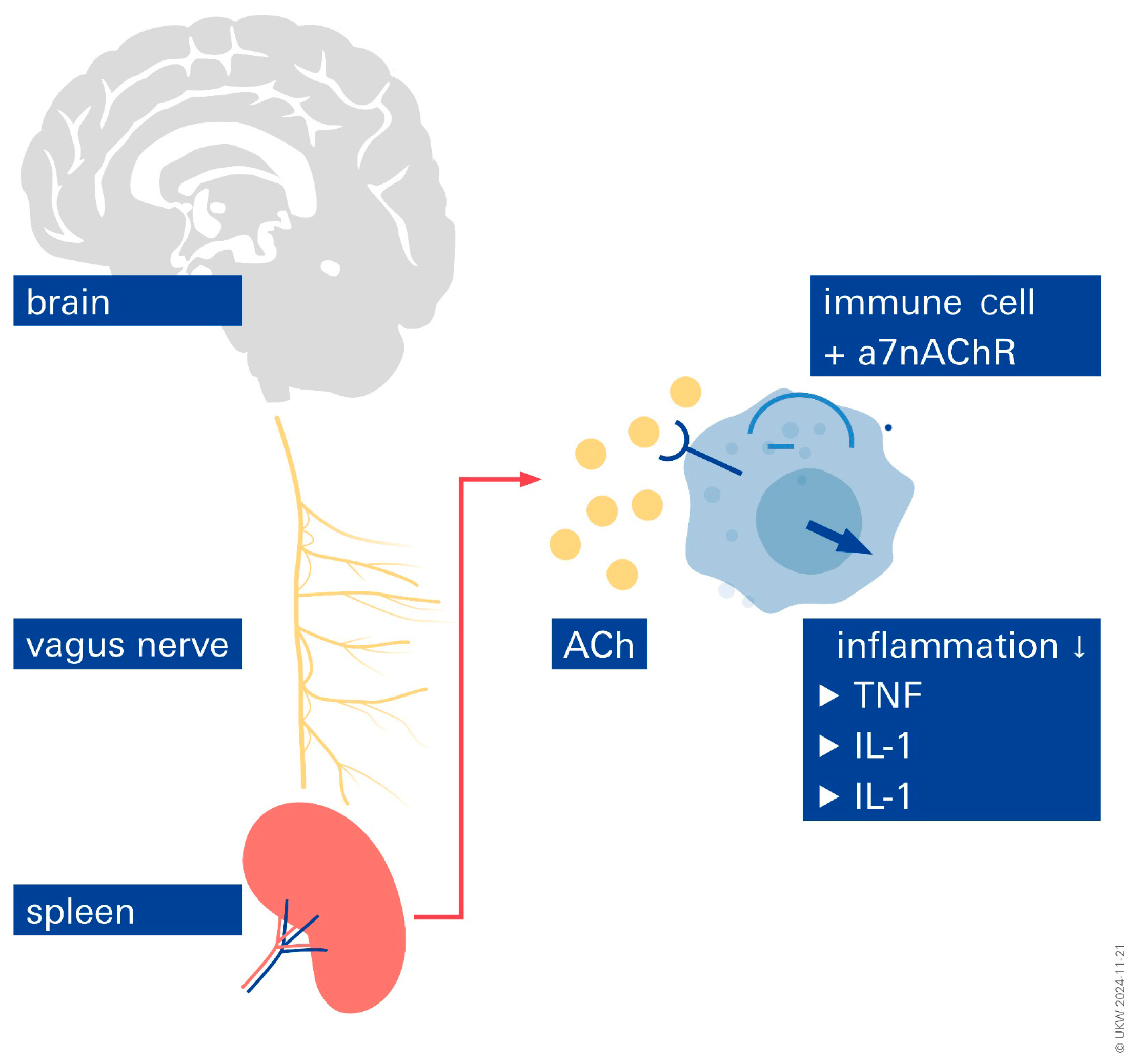 Biomolecules 14 01511 g003